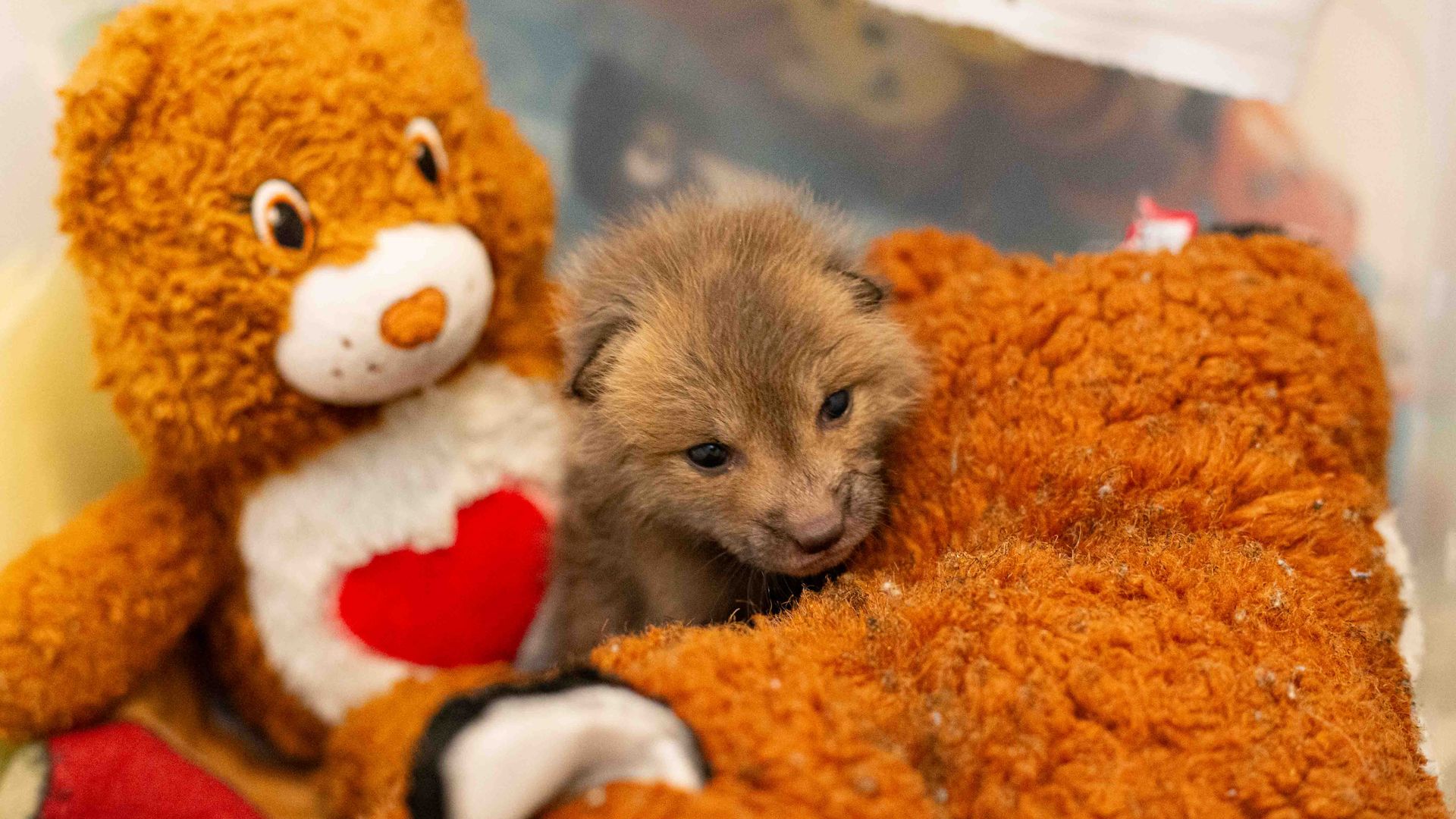 A tiny fluffy puppy sits between two large brown teddy bears; one bear has a white chest with a red heart, the other is fuzzy orange, all resting on a soft brown surface.