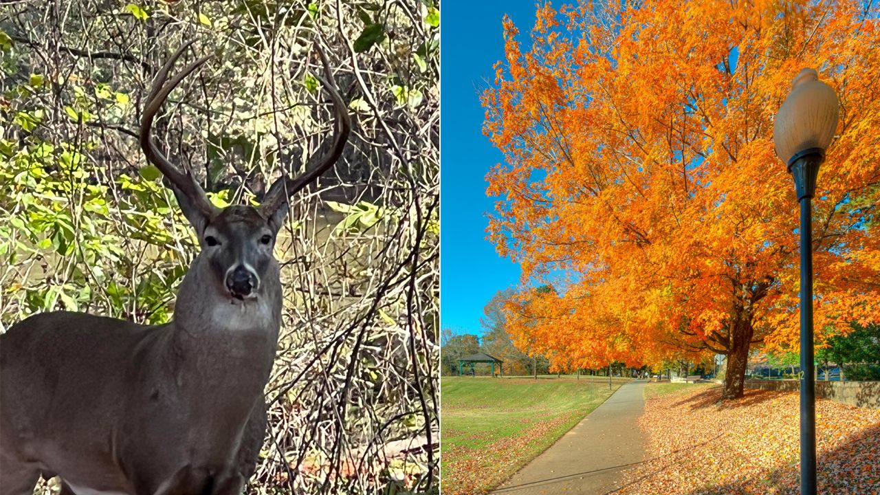 A side by side photo of a deer and a tree with orange leaves on a sunny dark in Chastain Memorial Park
