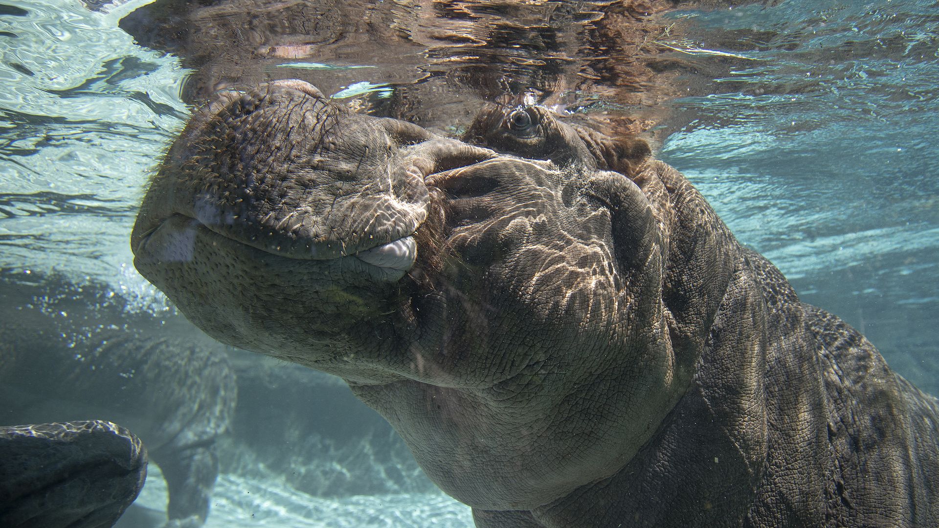 Baby hippo at the San Diego Zoo