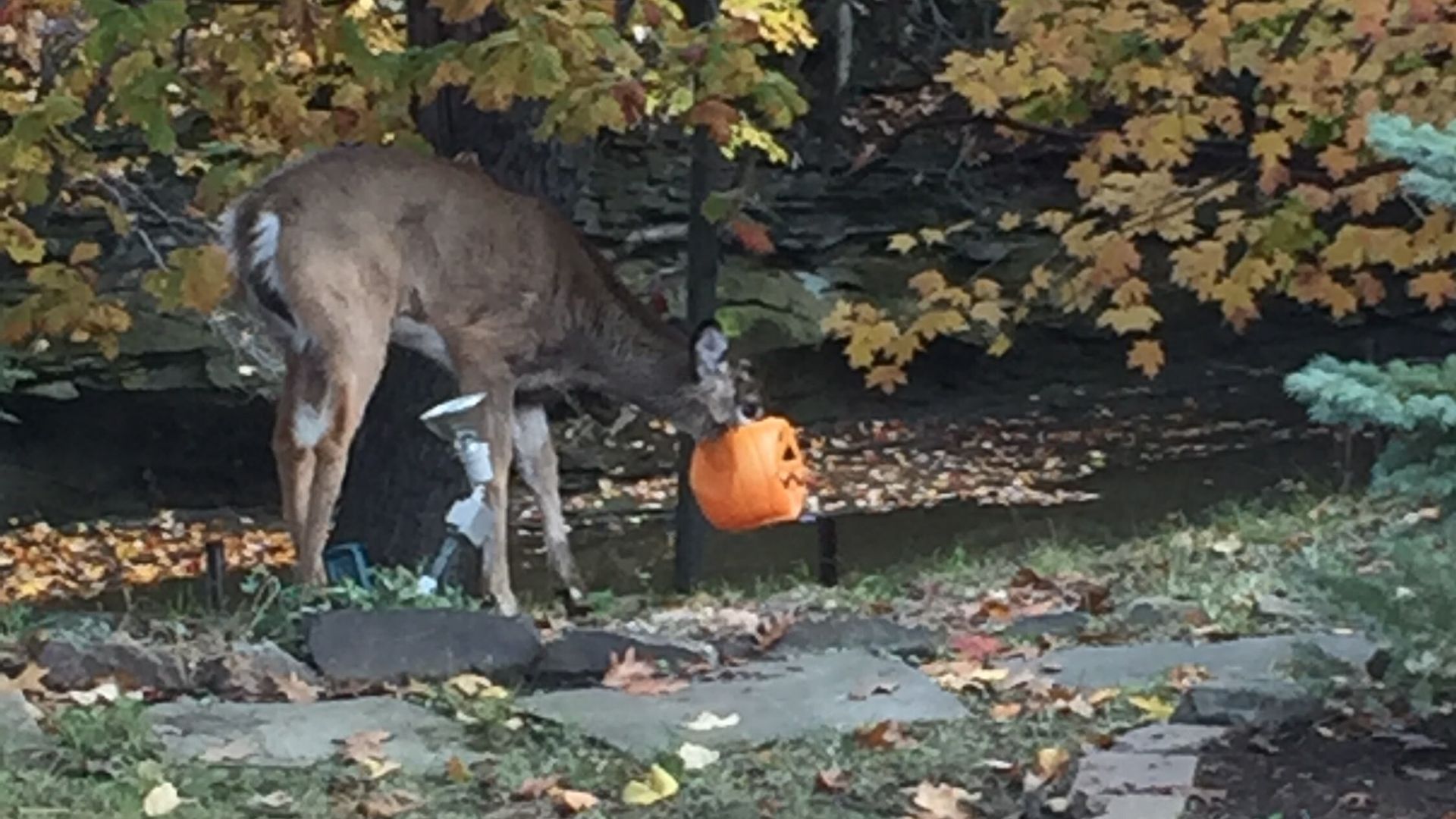 A deer stands by a creek with a piece of Halloween pumpkin bucket decor stuck on its face. 