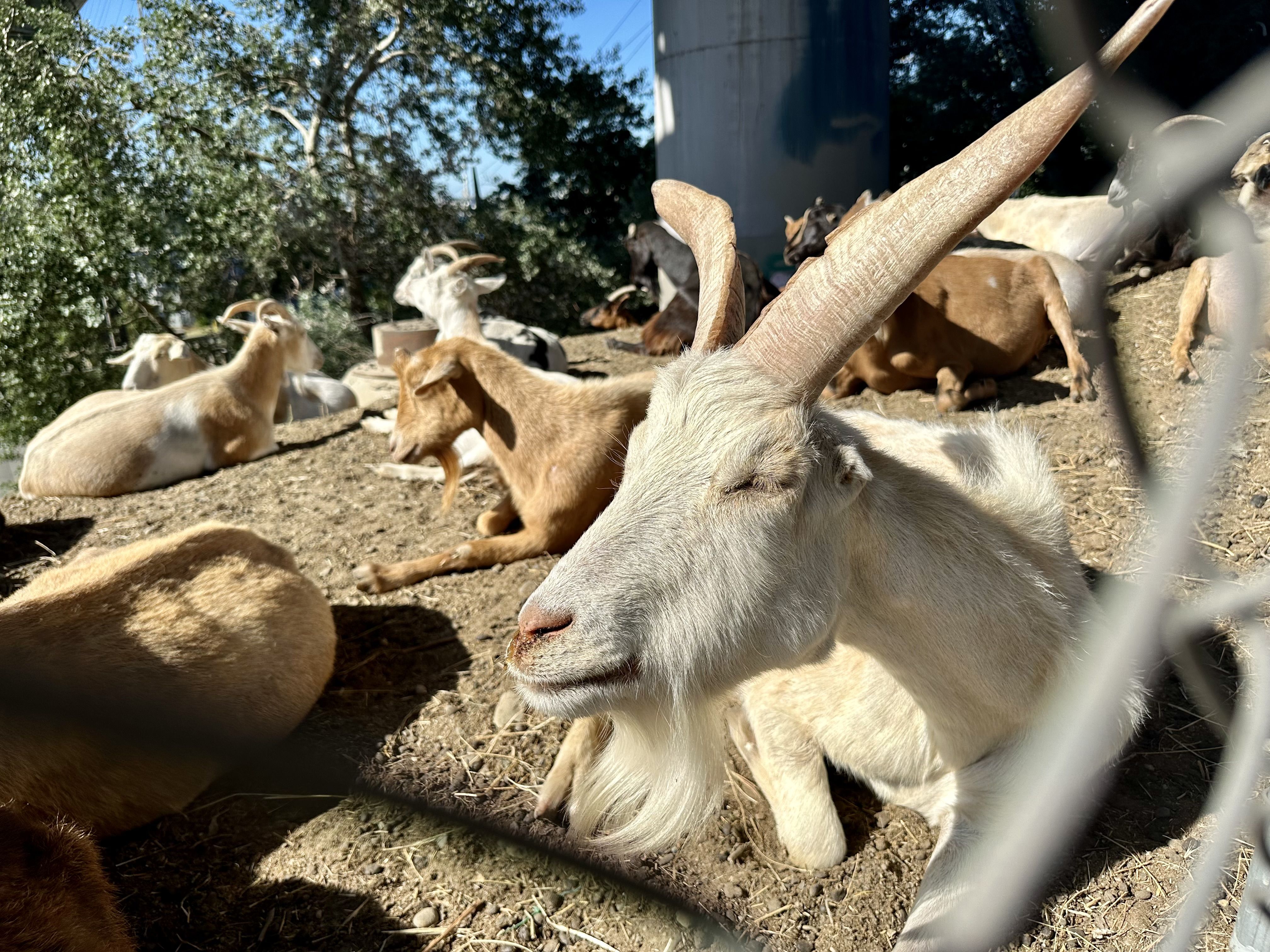 A white goat with large horns closes its eyes while laying on the ground amid other goats, with a chain link fence in foreground.
