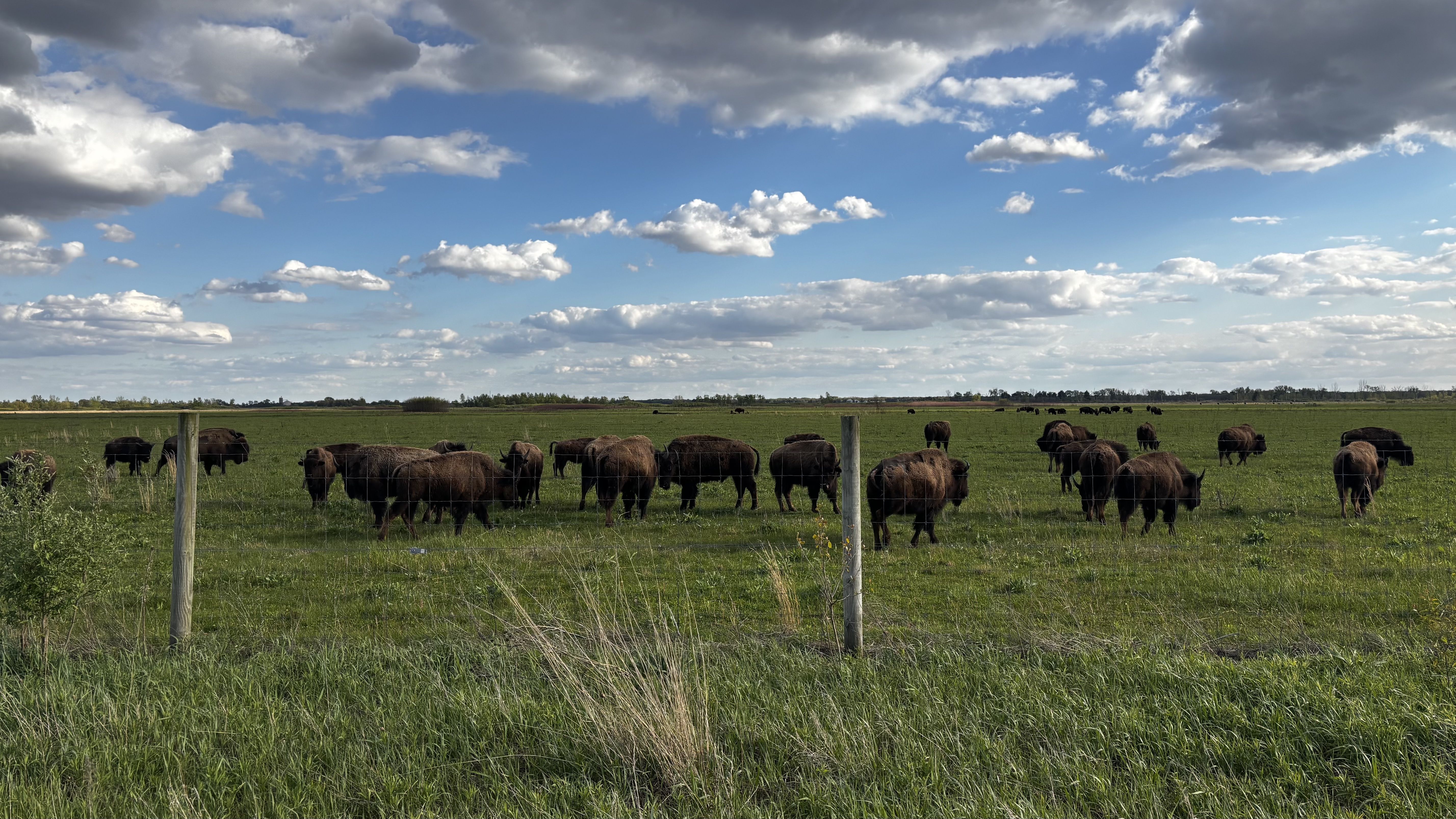 Wide rural pasture with a herd of bison grazing near a wooden fence. Green field extends to a distant tree line under a blue sky dotted with white clouds.