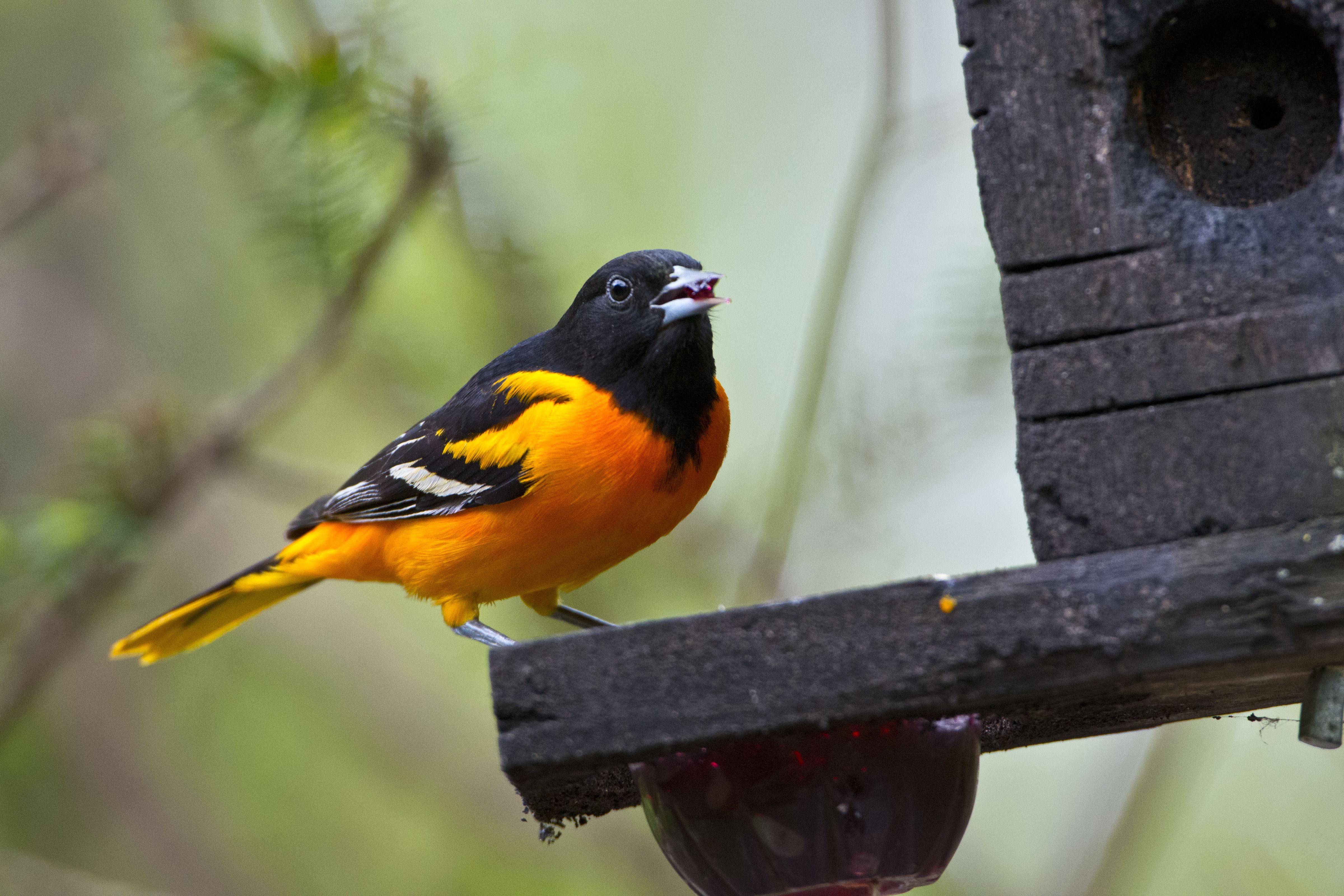 Which birds fly through Central Texas as they migrate south