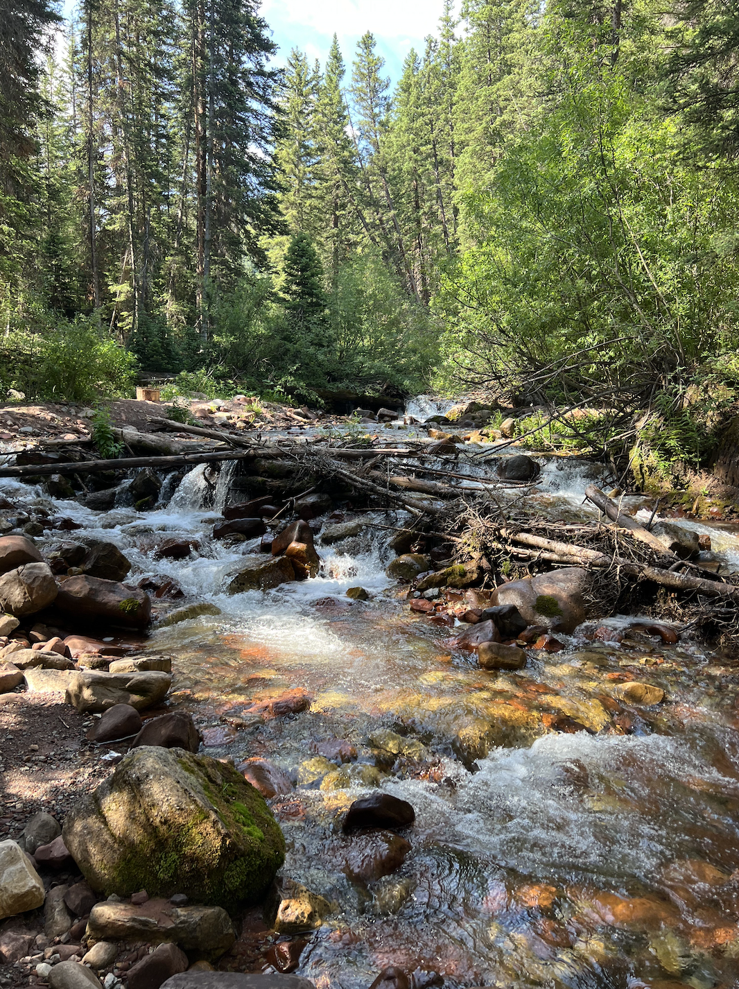 Trees and a stream in the woods