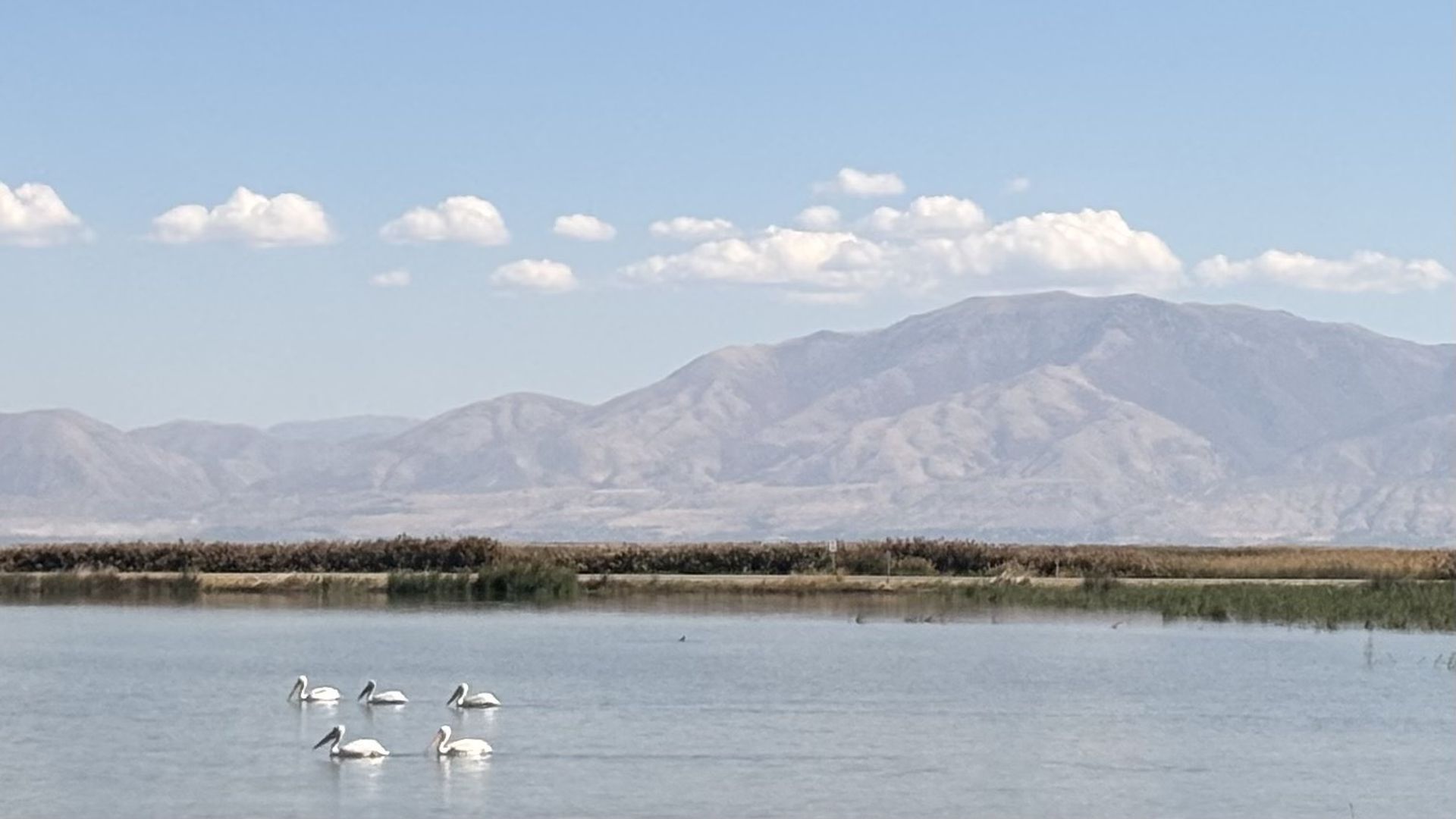 Calm lake with six white pelicans floating near shore, brown reeds, dry grassy land, and grayish mountains under a blue sky with scattered white clouds.