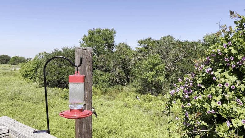 gif of hummingbirds