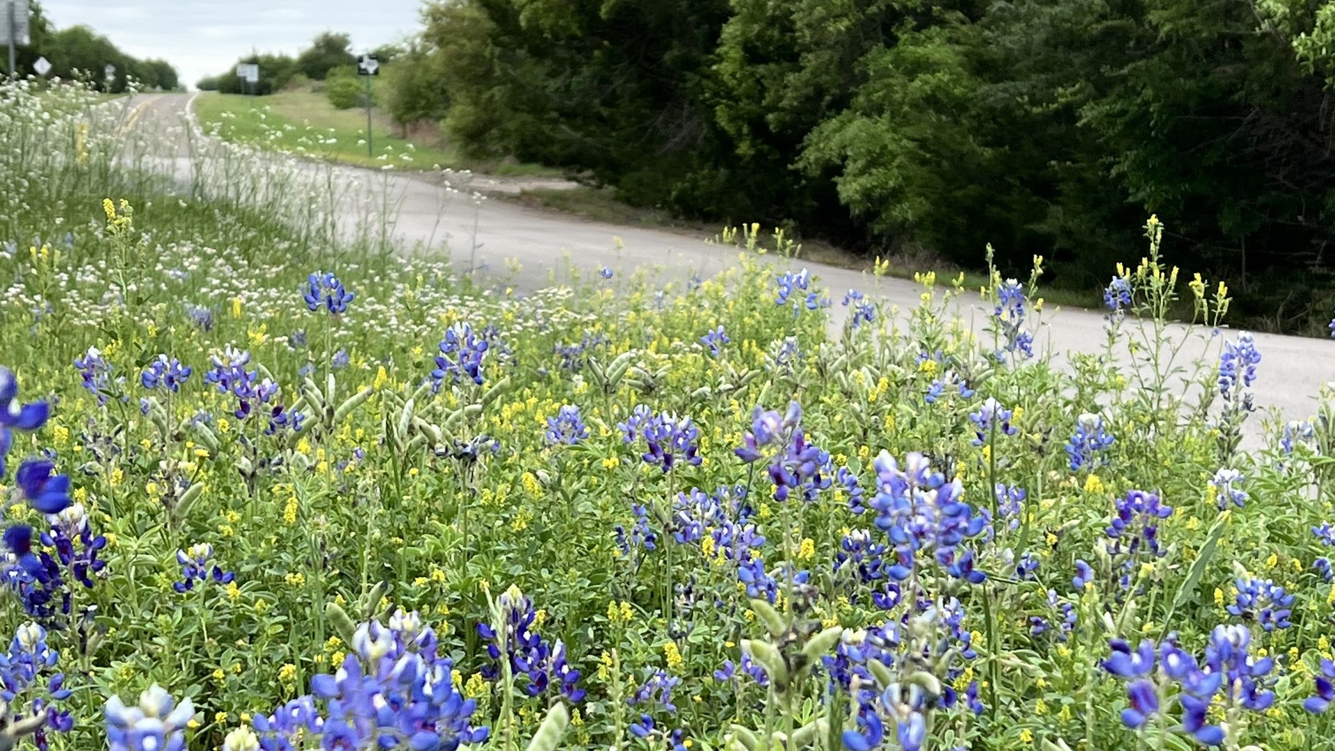 Rural roadside with a dense bed of blue and yellow wildflowers in the foreground, a curving road on the left, and tall green trees lining the right under a cloudy sky.