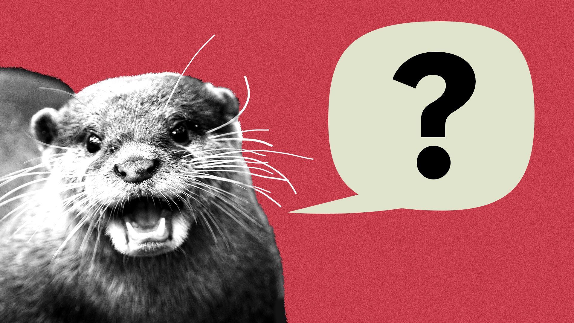 Illustration of an otter with a word balloon with a question mark in it coming out of its mouth.