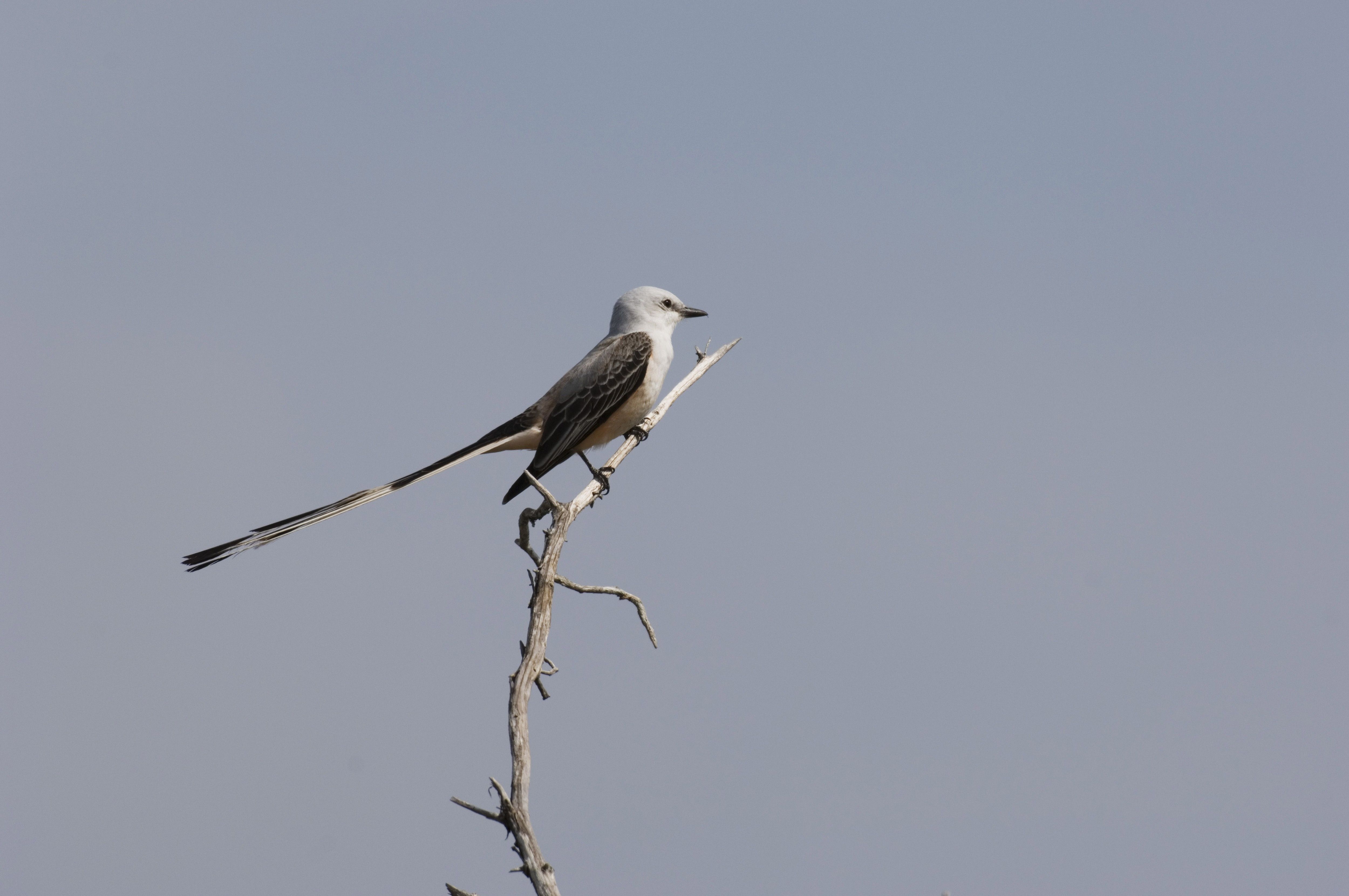 Photo of a gray-white bird with long tail. 