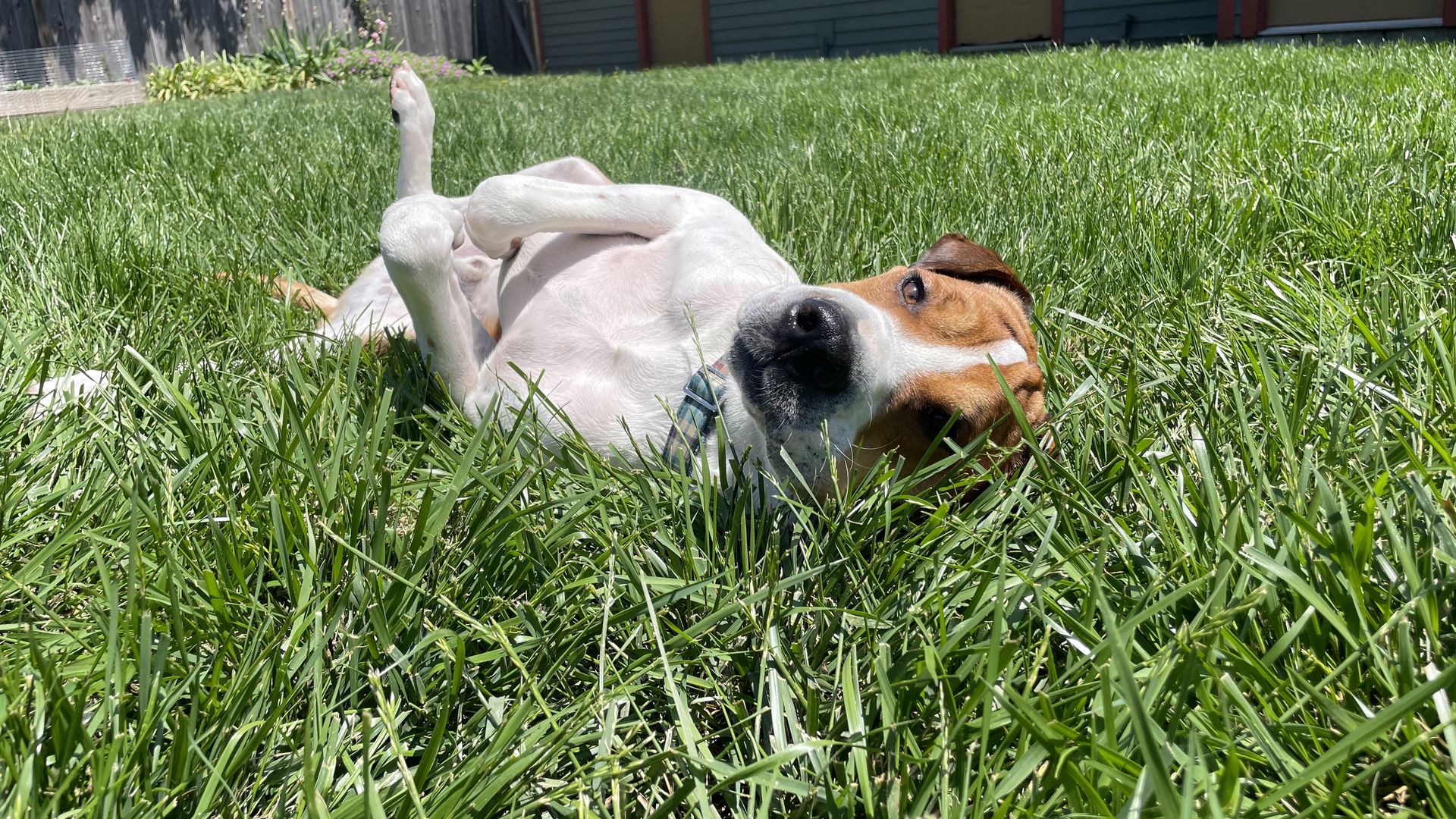 A white and brown dog in grass