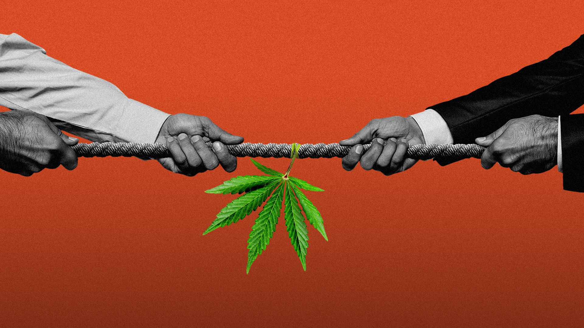 Illustration of a hemp leaf hanging off a rope in a tug of war.