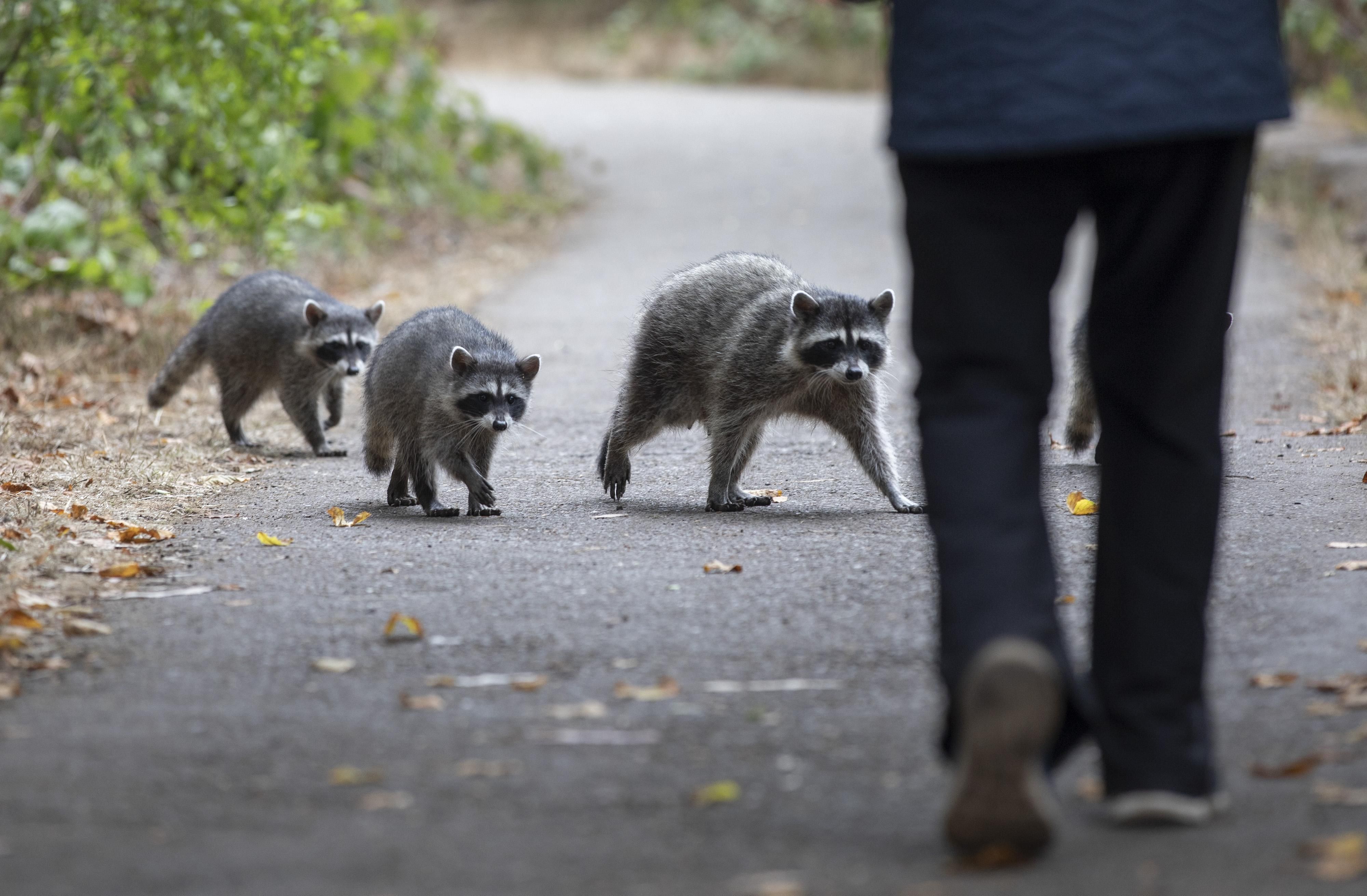 Three raccoons cautiously walking on a path towards a person dressed in black pants and shoes, surrounded by greenery and fallen leaves on a gray asphalt path.