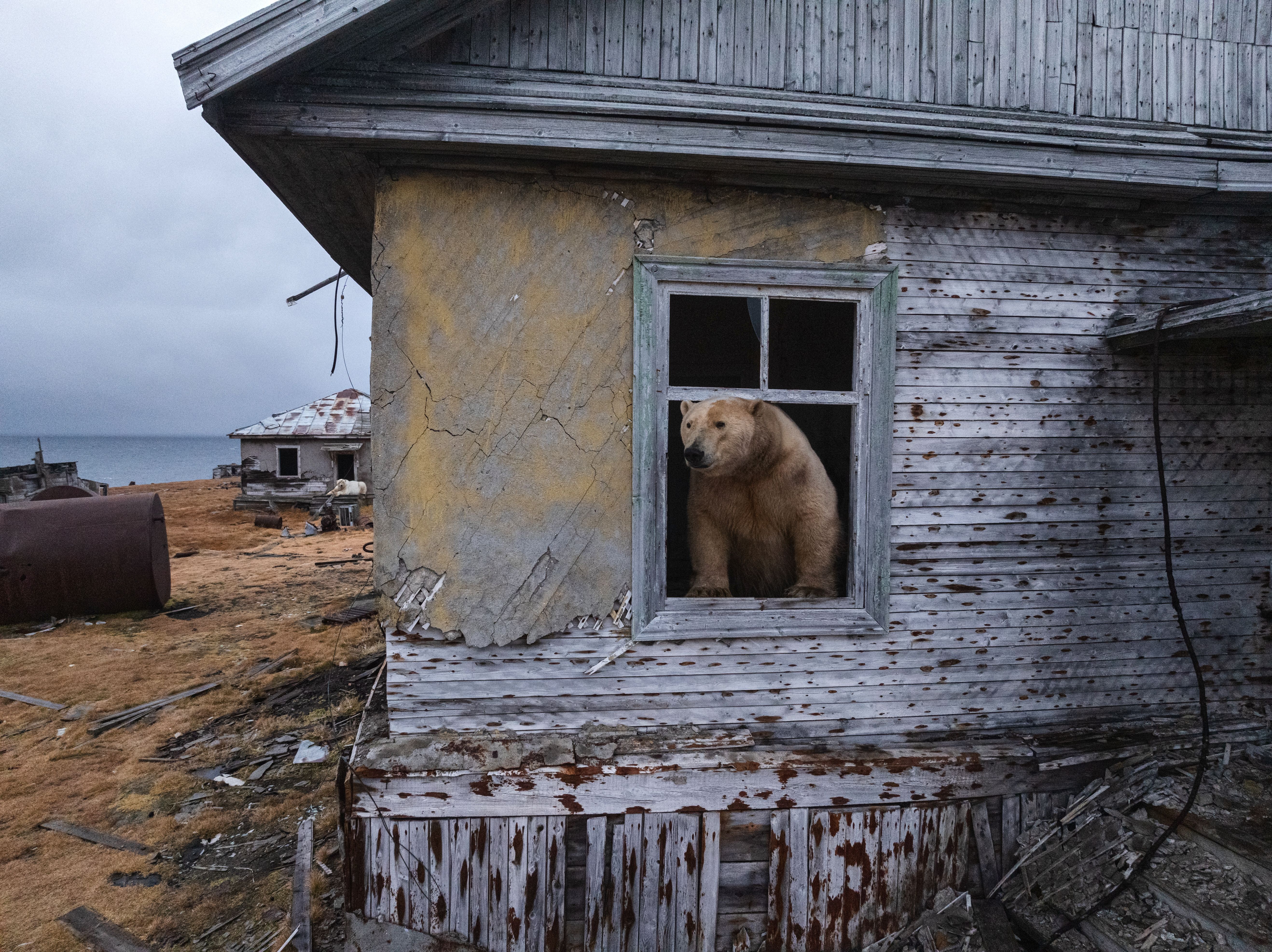 A polar bear is seen at an abandoned research station on Koluchin Island, off Chukotka, Russia, in the country's Far East, on Thursday, Sept. 18, 2025. (AP Photo/Vadim Makhorov)
