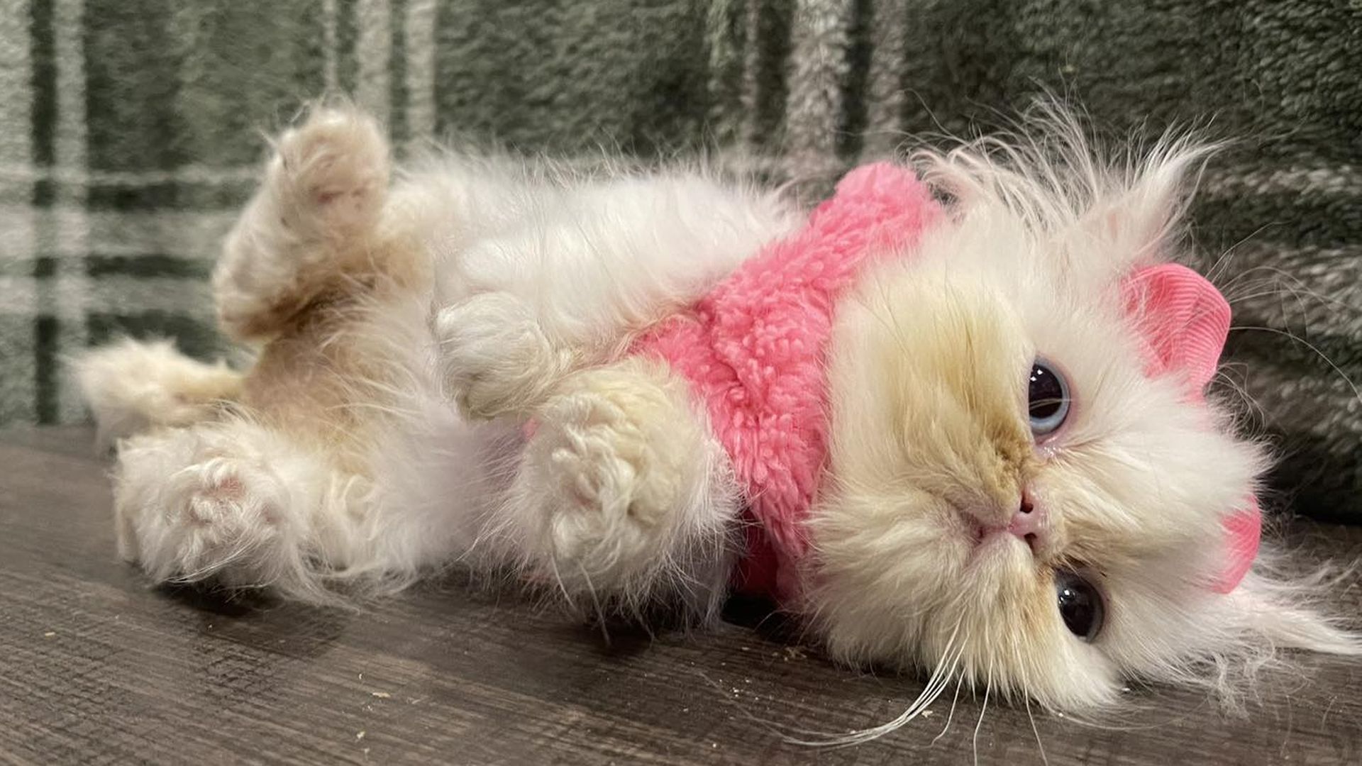 A white kitten rolled on its side wearing a hot-pink crotched neckerchief and bow.