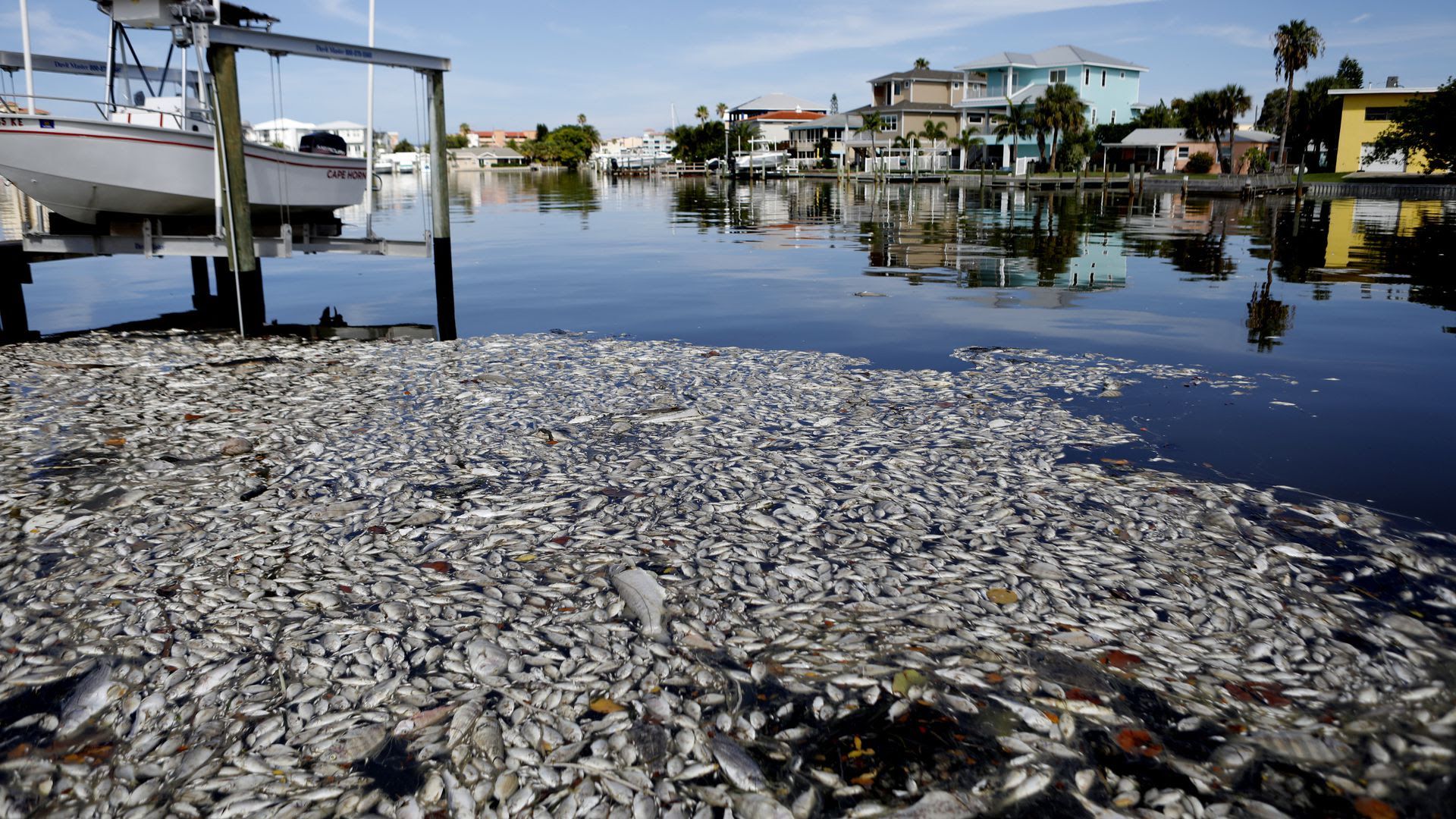 Thousands of dead fish float in the Boca Ciega Bay last year.