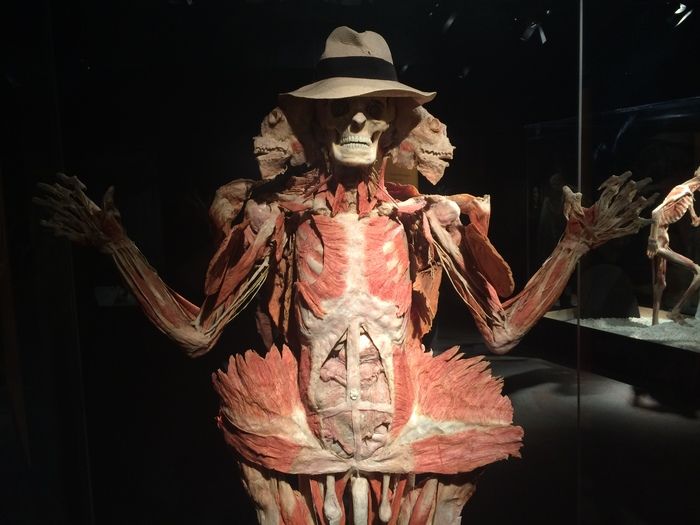 Body Worlds Charlotte