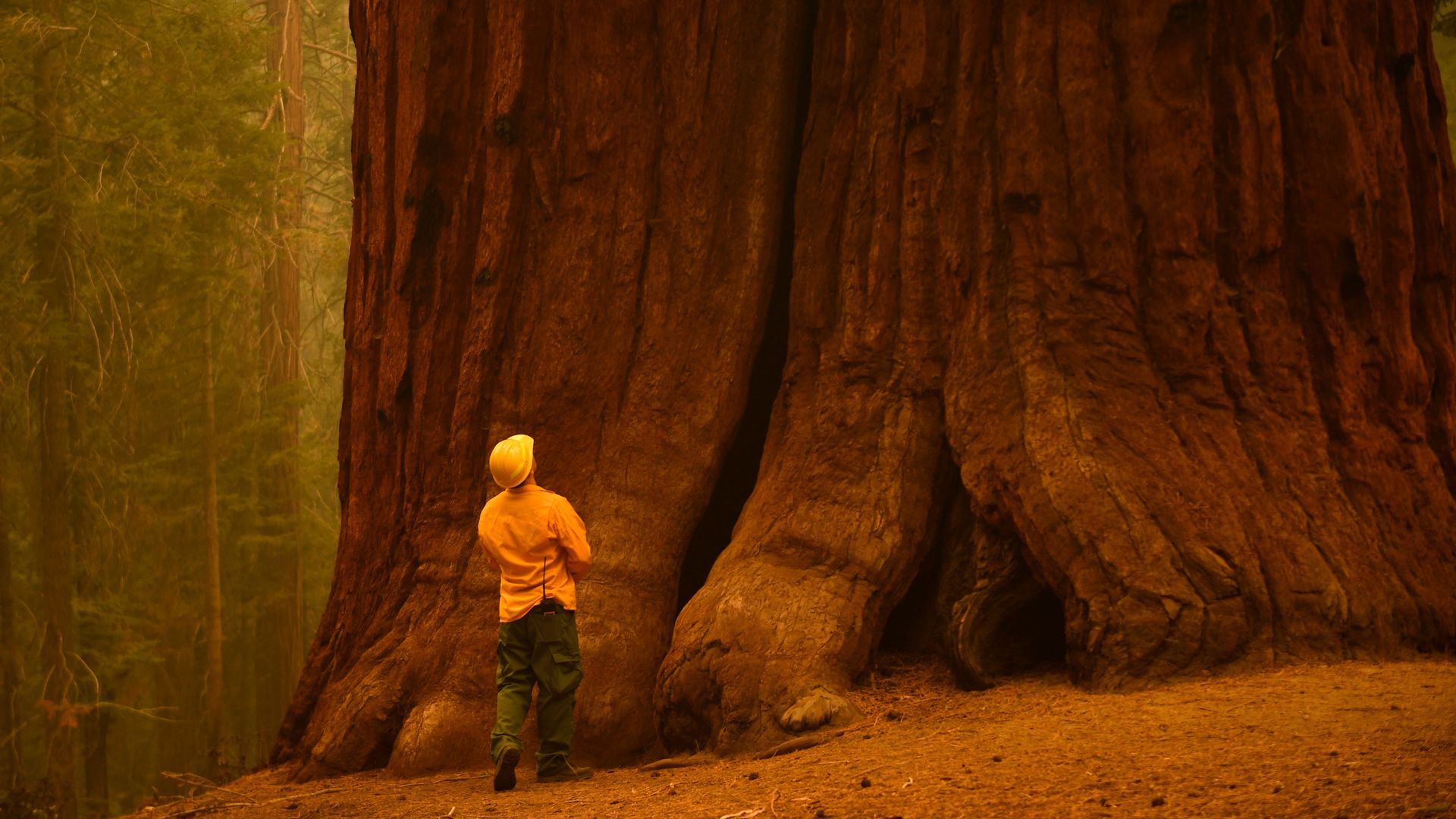 A firefighter looks up the base of a Giant Sequoia  after fire burned through in the Sequoia National Forest near California Hot Springs, California on September 23, 2021. 