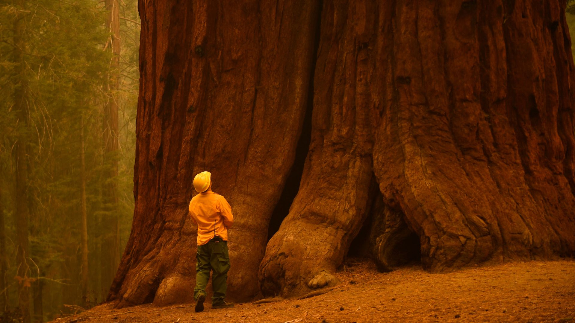 A firefighter looks up the base of a Giant Sequoia after fire burned through in the Sequoia National Forest near California Hot Springs, California on September 23, 2021.