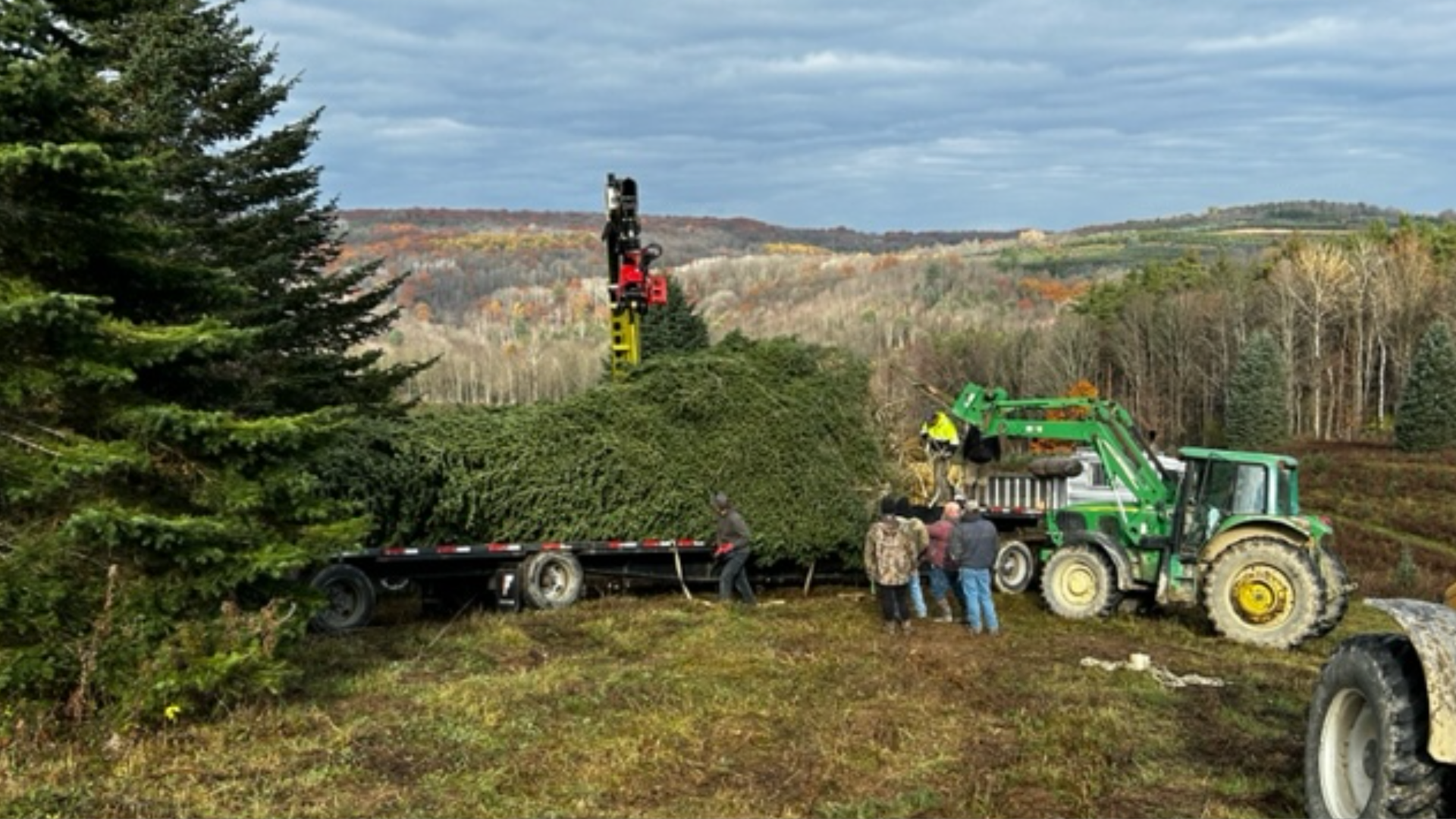 Philadelphia's holiday tree being cut down at Yule Tree Farms in New York. 