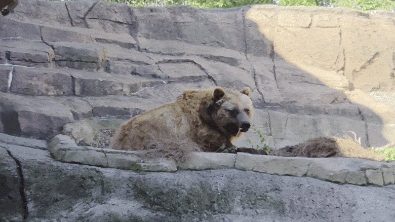 A GIF of a bear eating plants.