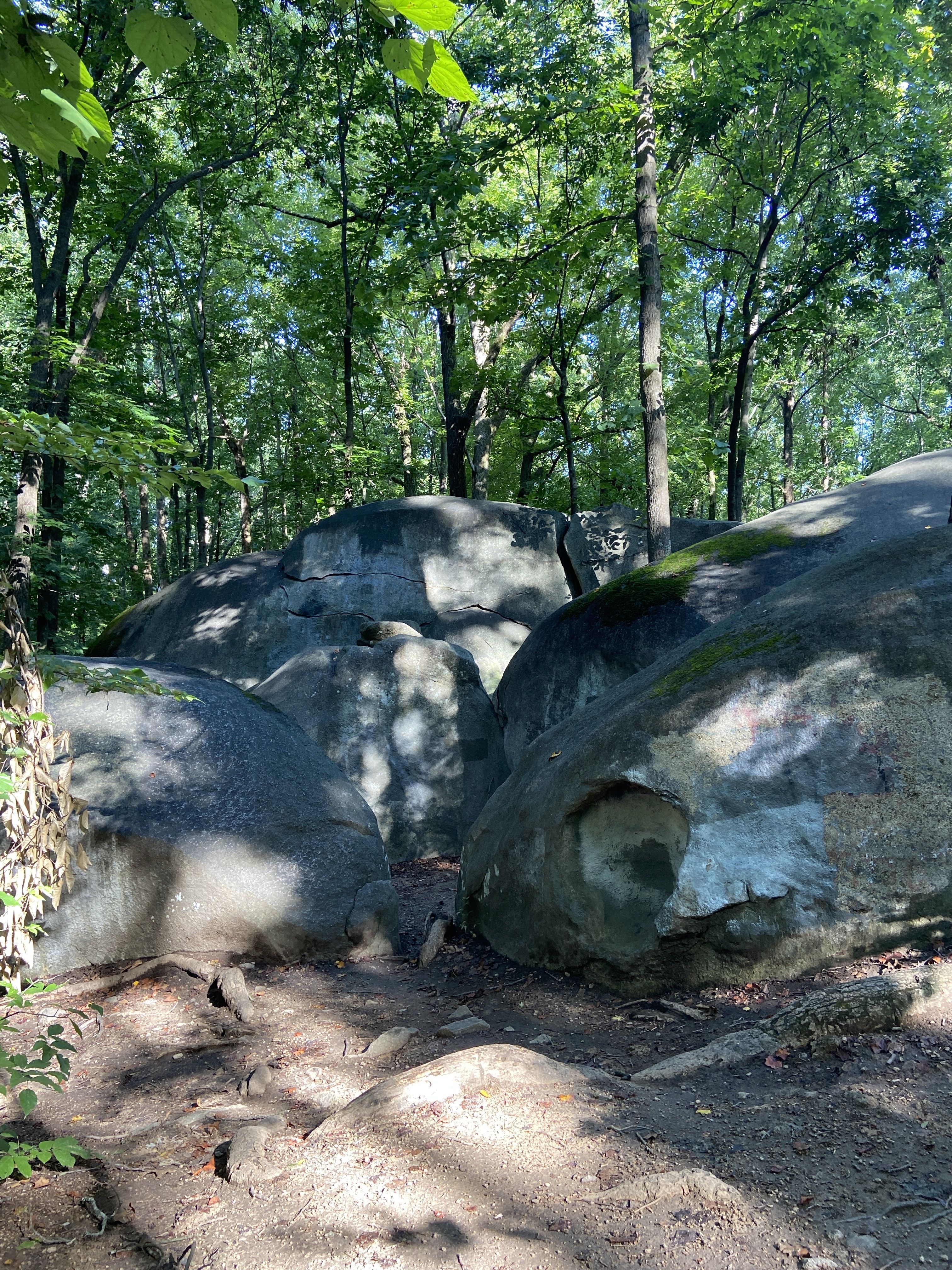 Large gray boulders with moss and cracks in a sunlit forest with dense green trees and leafy branches overhead, dirt ground with scattered leaves and roots in the foreground.