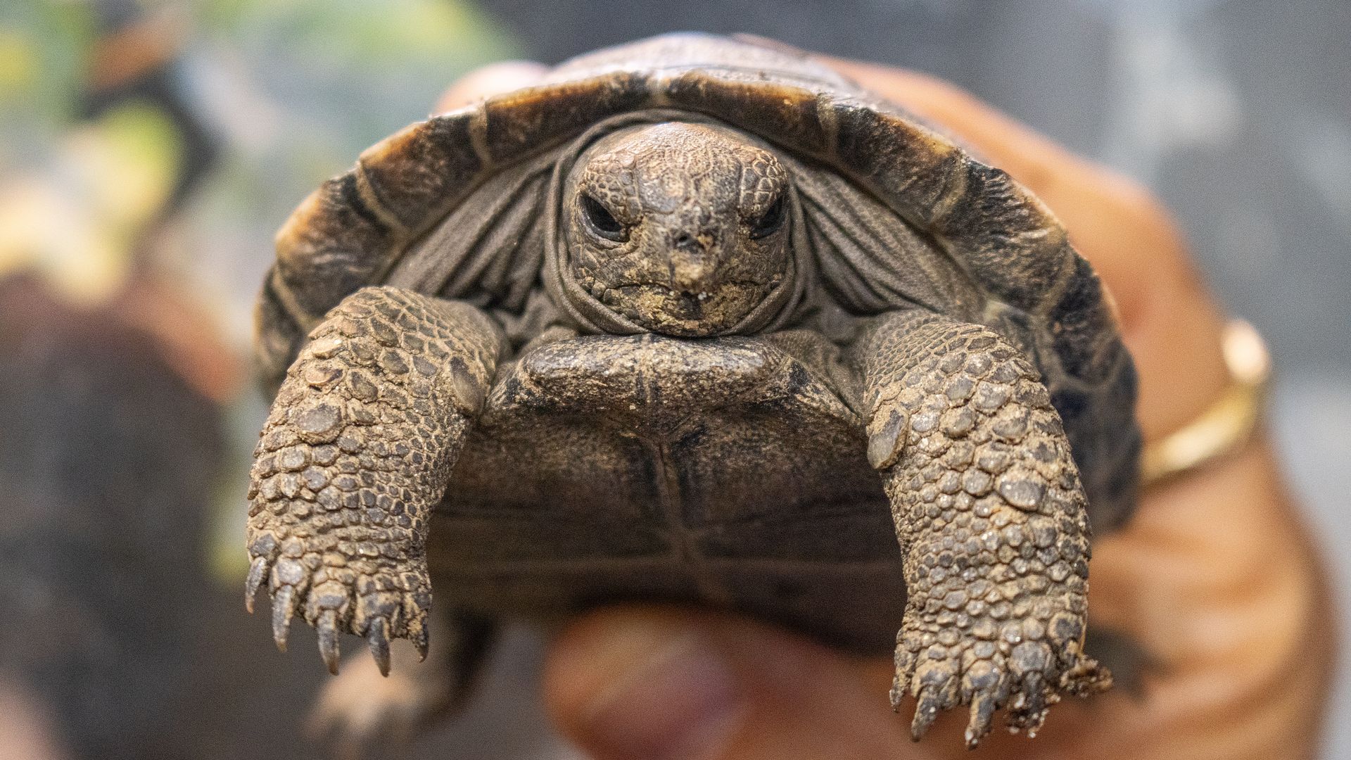 A endangered Western Santa Cruz Galapagos tortoises at the Philadelphia Zoo