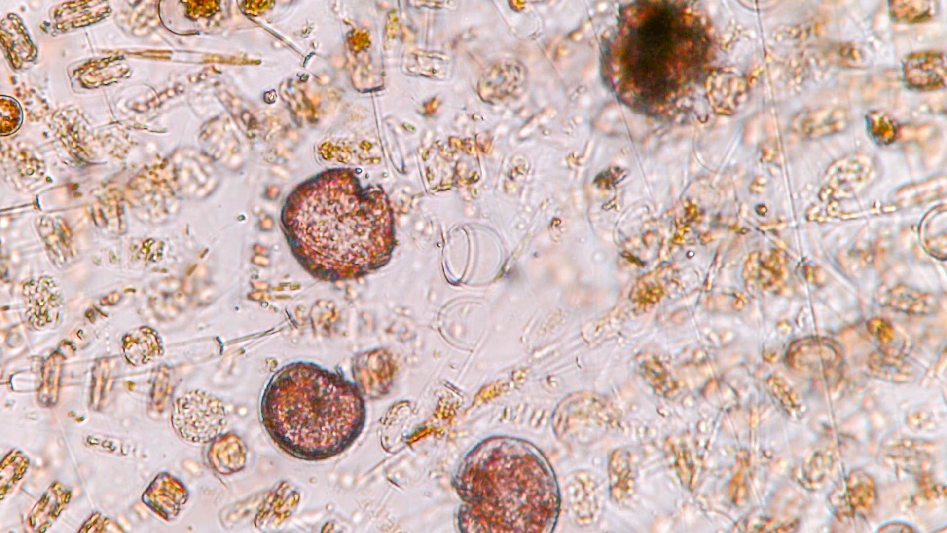 Phytoplankton