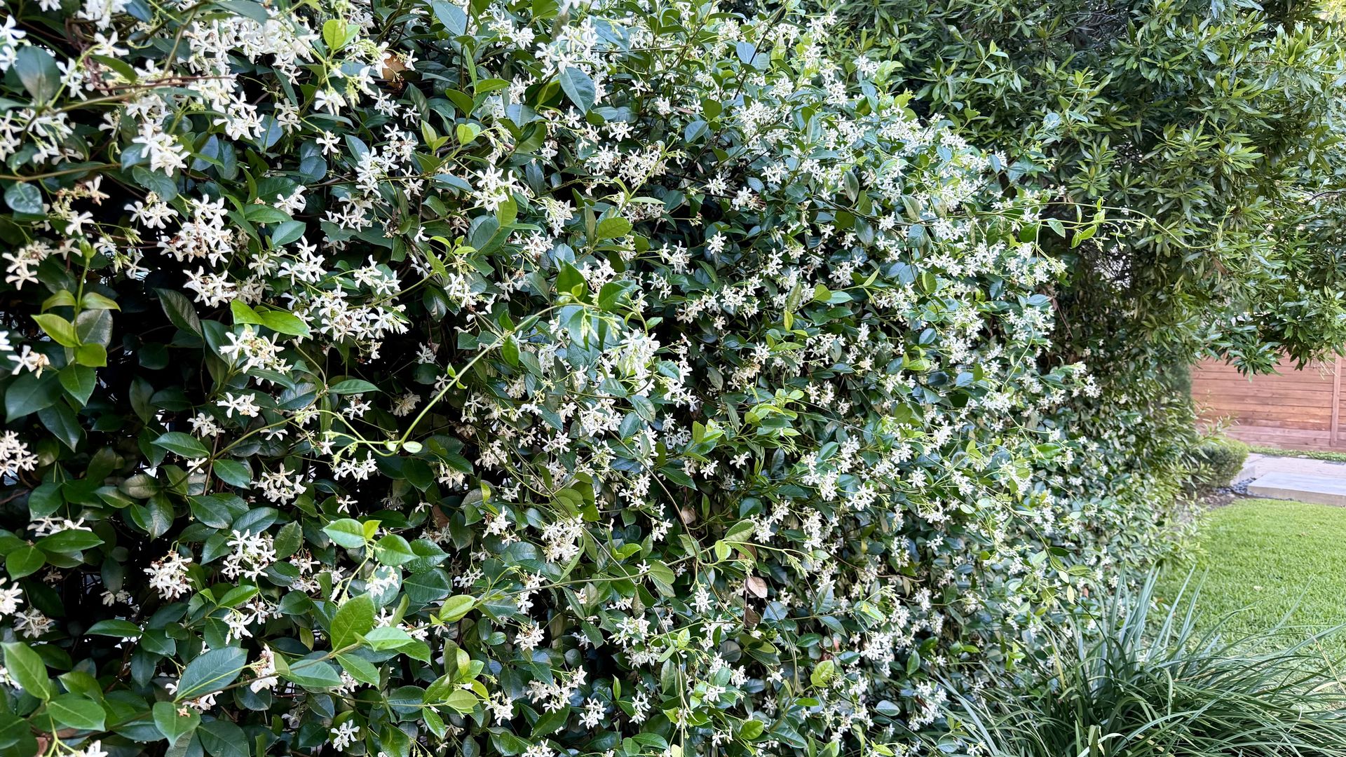 Dense green hedge covered with numerous small white flowers, creating a snowy look; a grassy lawn and wooden fence are visible in the background.