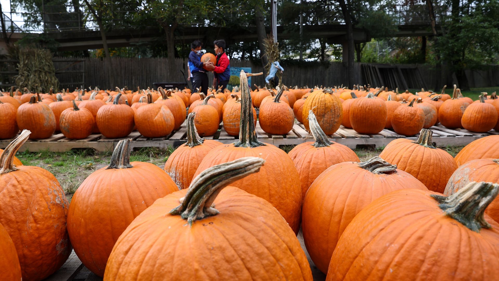 Two children pick out a pumpkin at a patch.