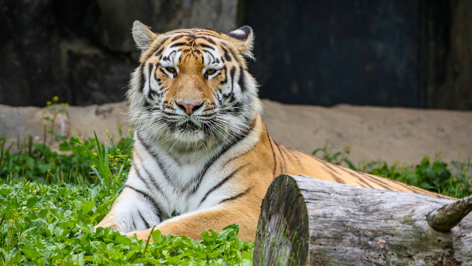 Tiger resting in a grassy enclosure, facing the camera. Orange fur with black stripes and white facial markings; a wooden log and a dark rock backdrop behind.