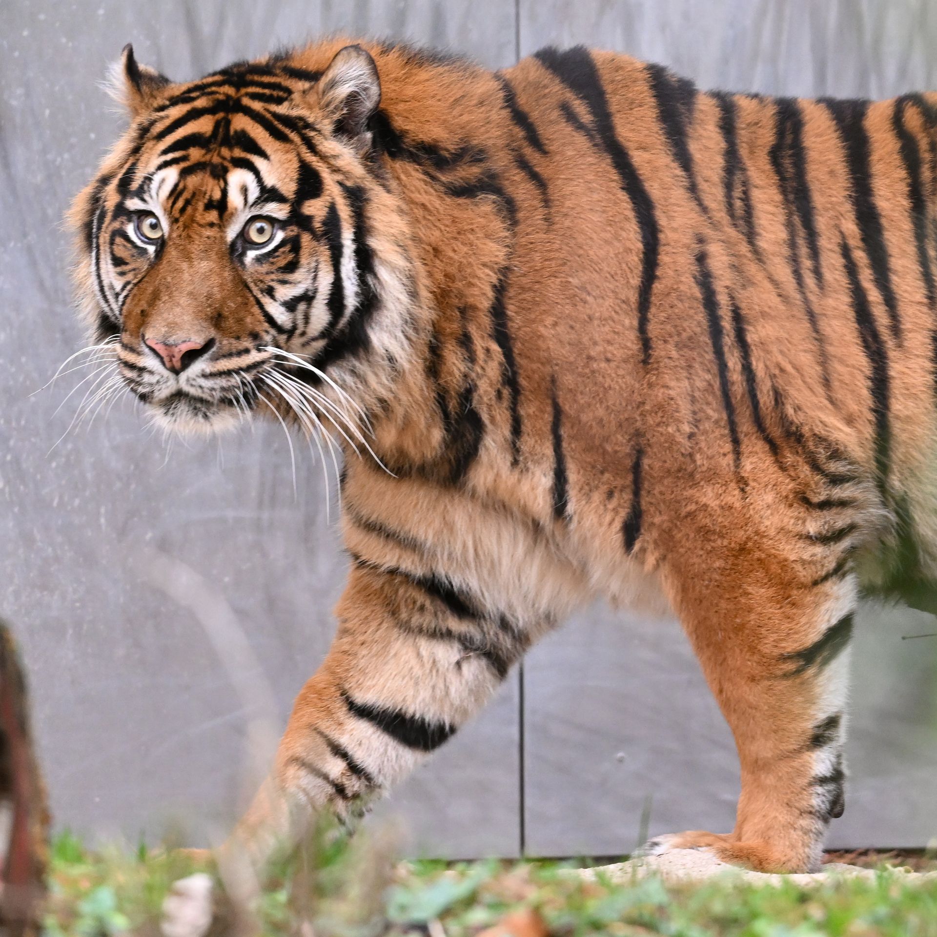 Bengal Tigers - Cat Tales Wildlife Center