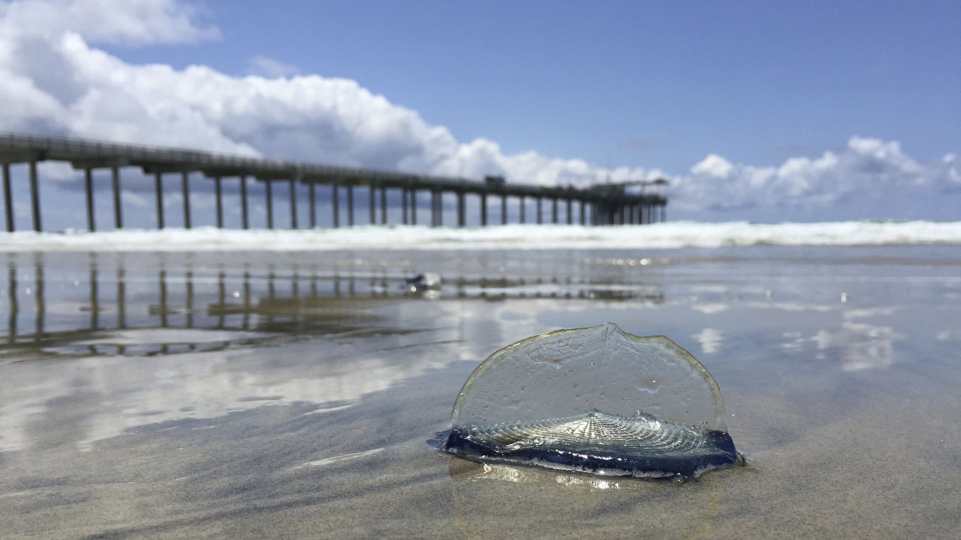 A jellyfish-looking creature washed ashore near a pier.