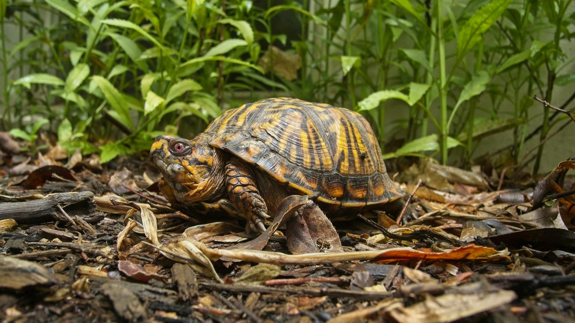 A Box Turtle in the woods.