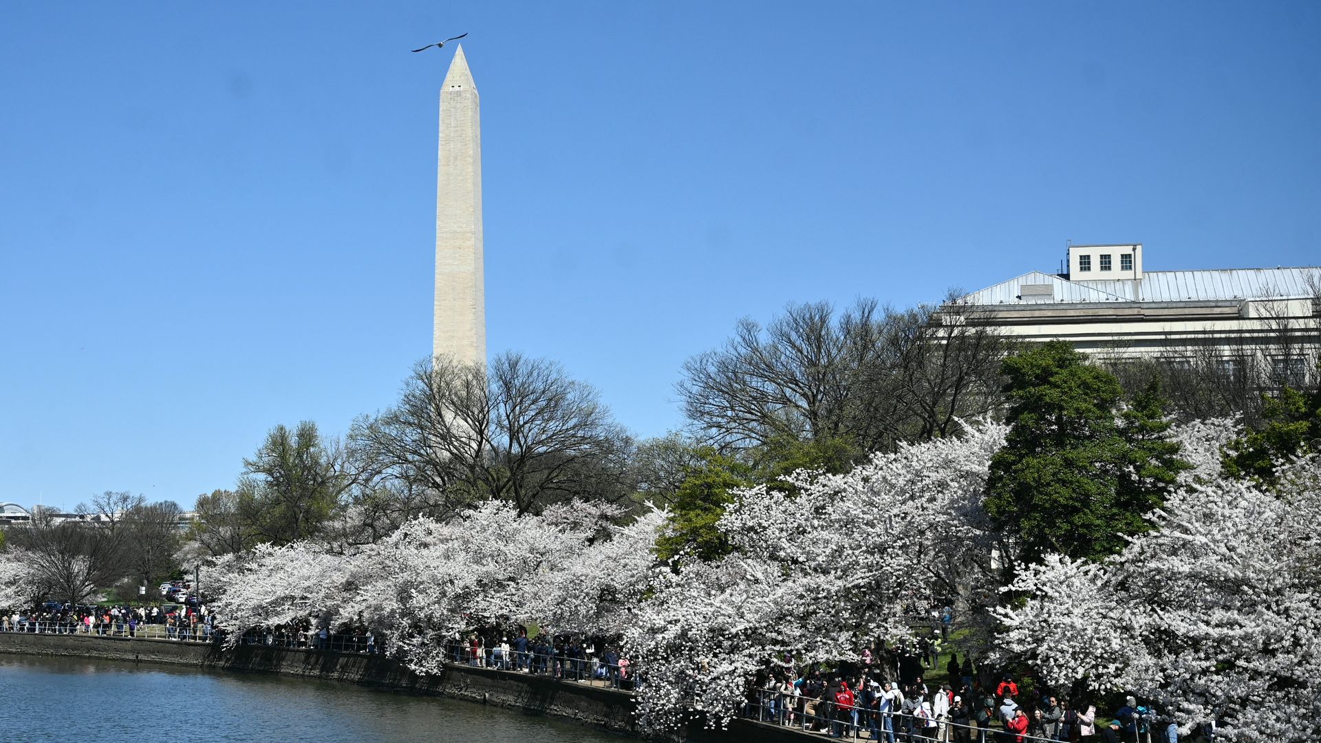 A photo of cherry blossoms in bloom at Washington, D.C.'s tidal basin, with the Washington Monument in the background.
