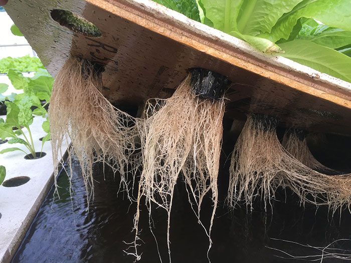 Aquaponic-roots-systems