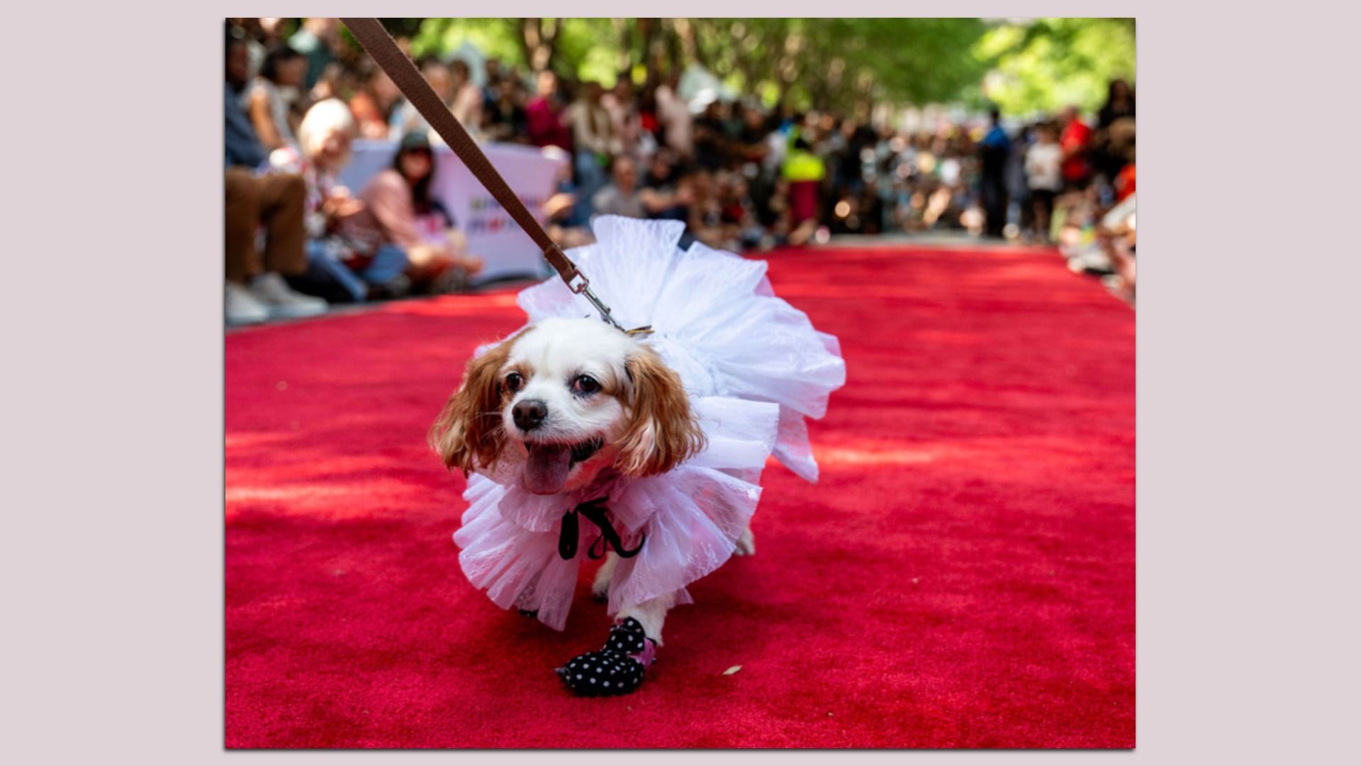 Small dog in a white frilly dress on a red carpet, on a leash, walking toward the camera as a blurred crowd watches from the background.
