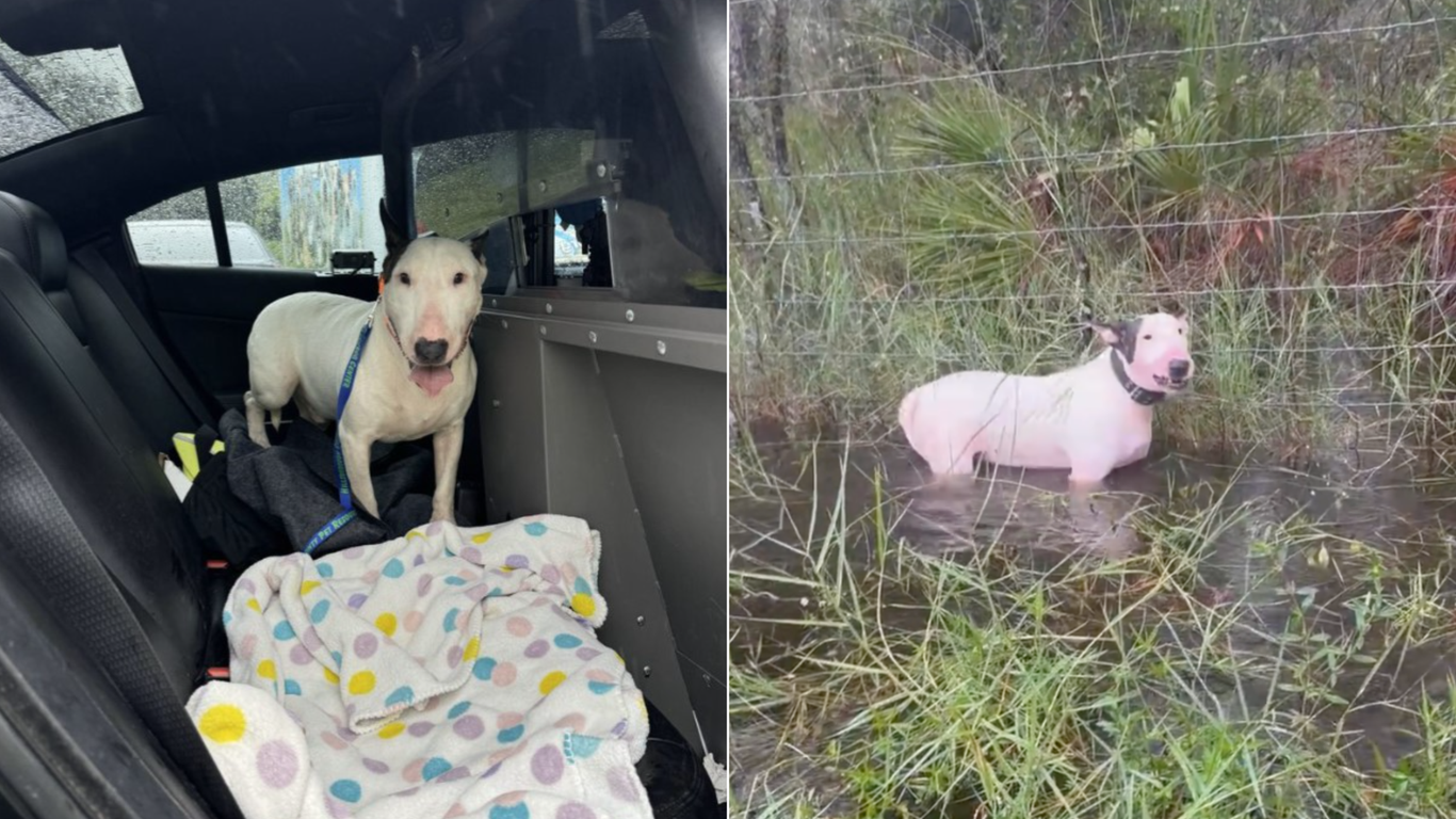 Dog abandoned in Tampa during Hurricane Milton evacuation prompts ...