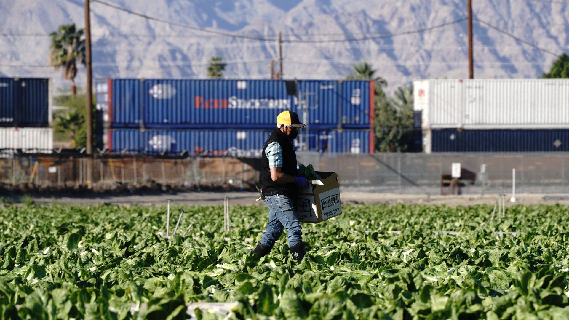 A farmworker harvests lettuce on a farm in Coachella, California