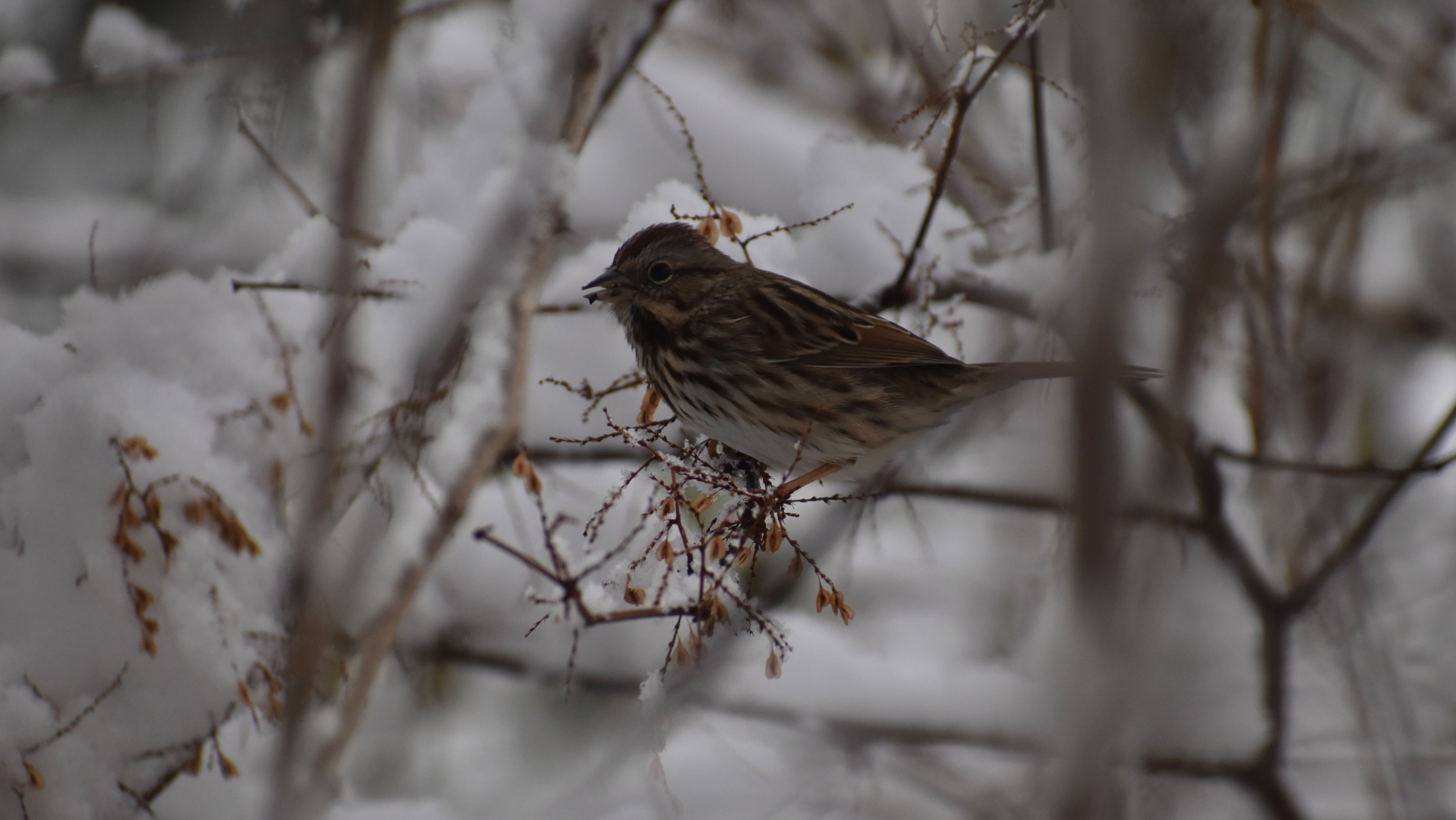 Small brown and white streaked bird perched on a snow-covered branch with dried seeds in a wintry, blurred background.