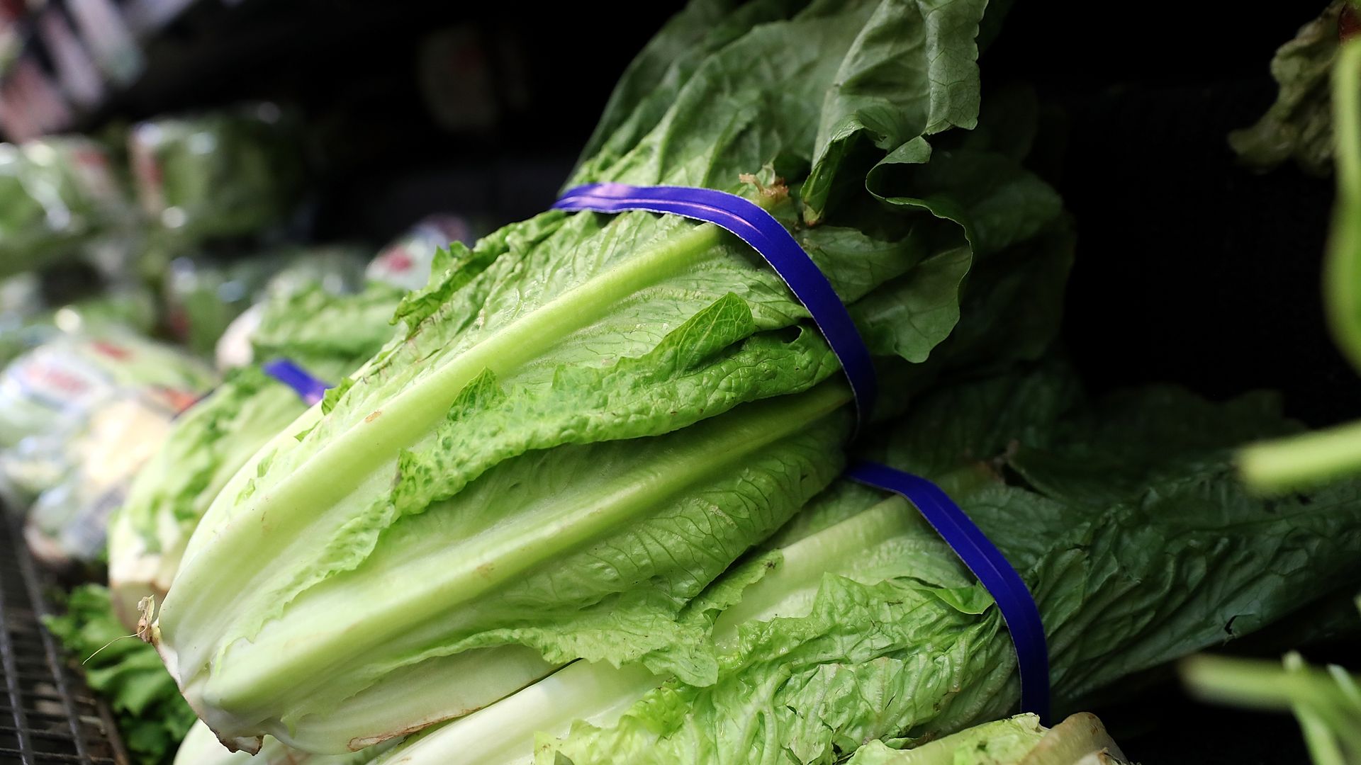 Head of romaine lettuce at grocery store