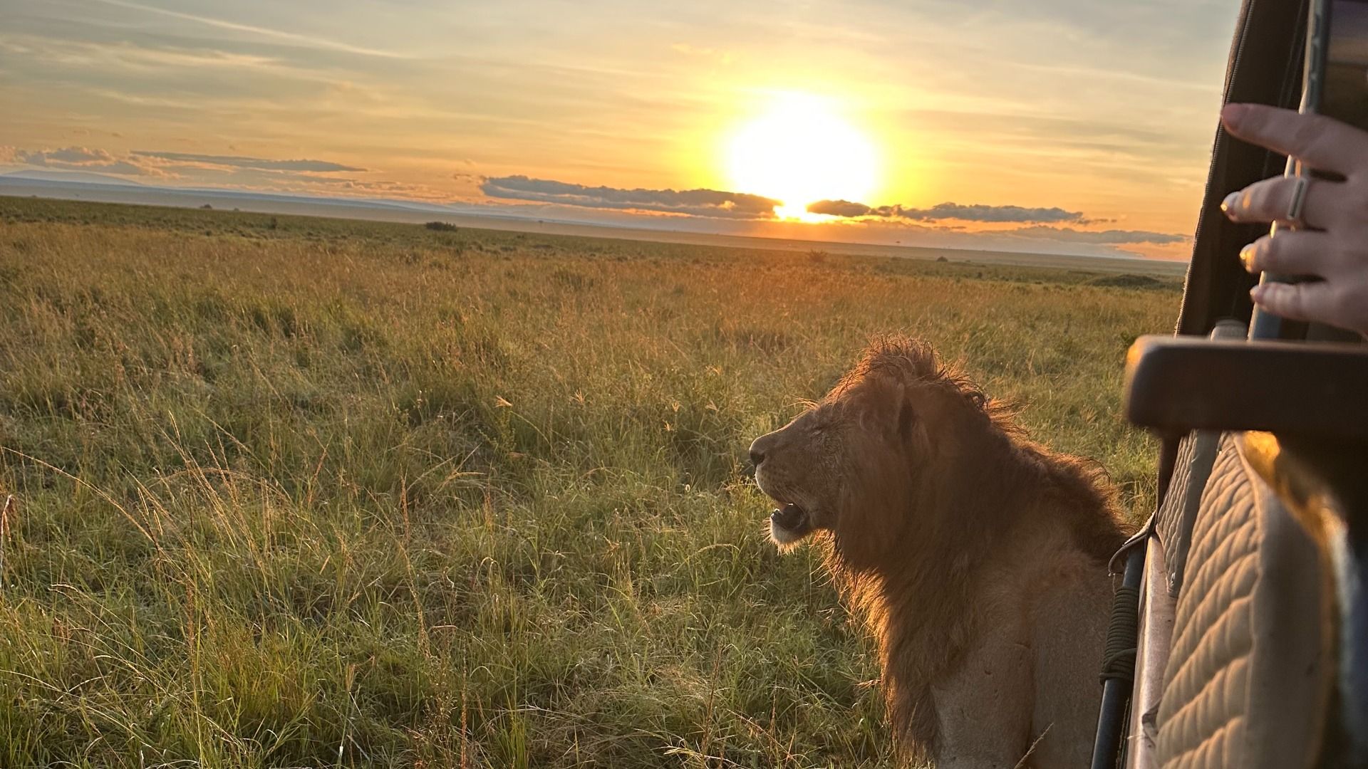 A lion stands in golden savanna grass at sunset beside a safari vehicle, as a passenger's hand rests on the door and the bright sun rises from the horizon.