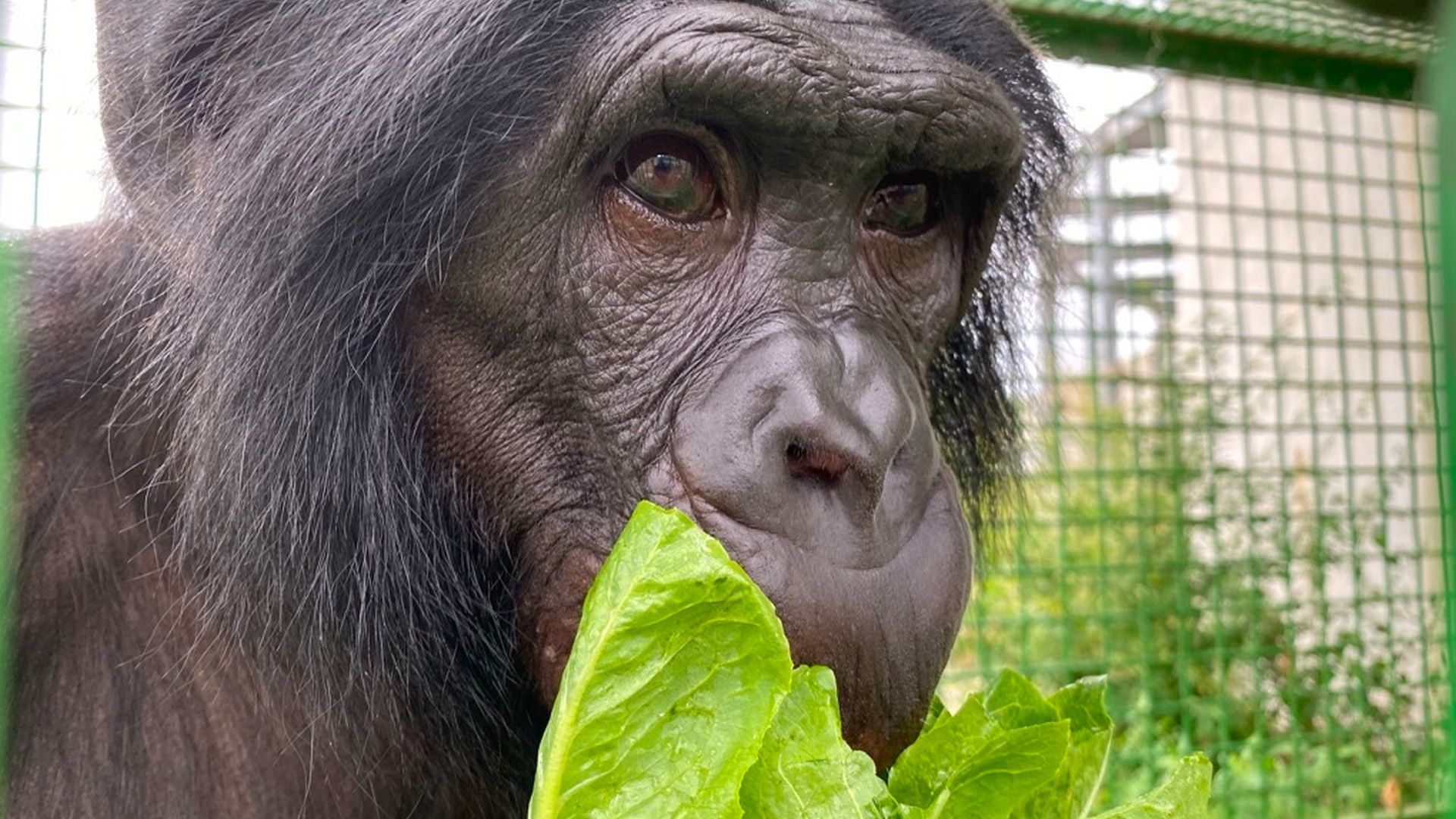 A photo of a bonobo.