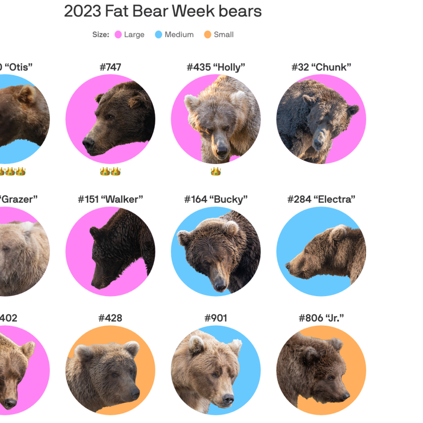 15 Bear Idioms to Celebrate Fat Bear Week 2022 — LinguaLinkDC