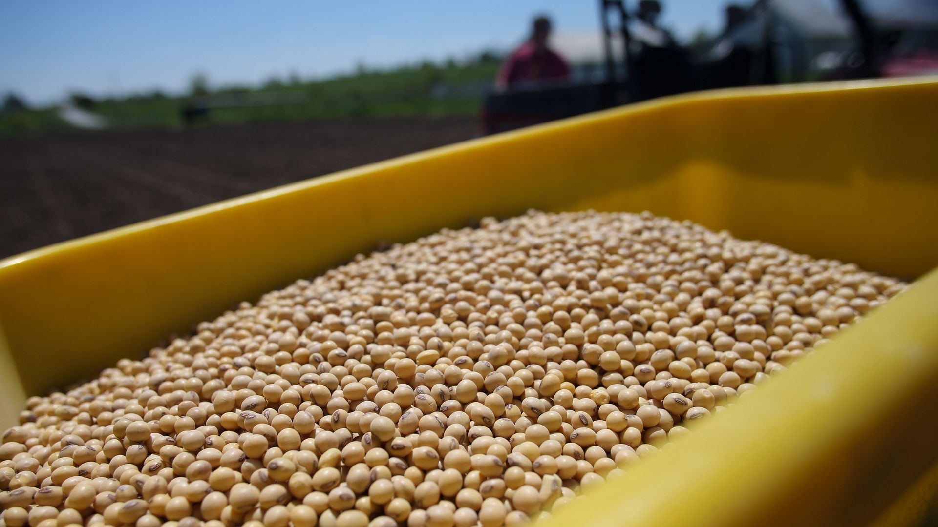A photo of soybeans.