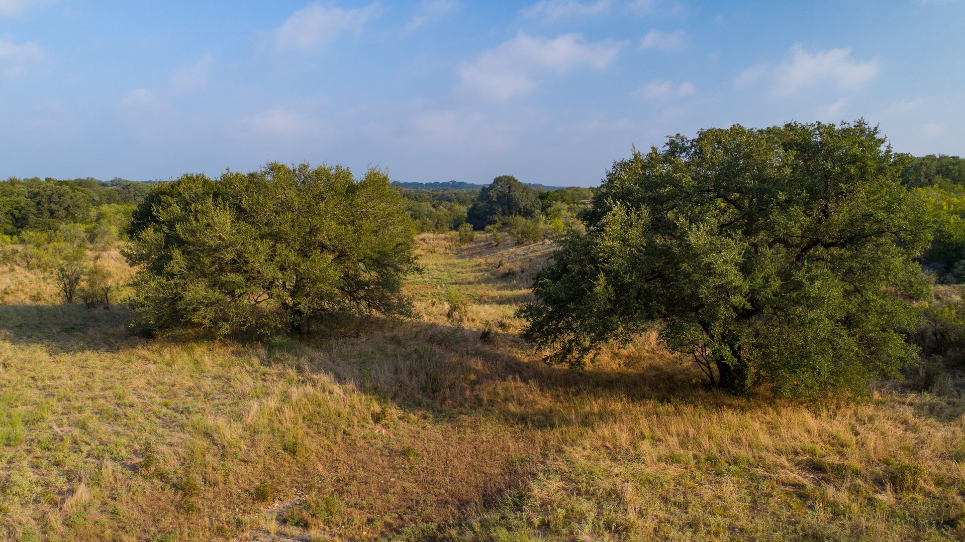A wide landscape of rolling grassland with scattered shrubs and trees, a clear blue sky with wispy clouds, and a distant treeline on the horizon makes up a view of the Presa Grande site near San Marcos.