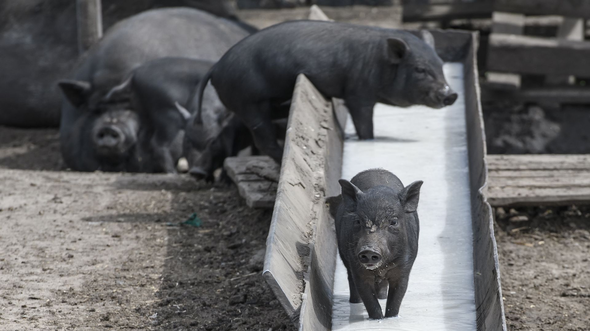 Pigs on a farm in Ukraine