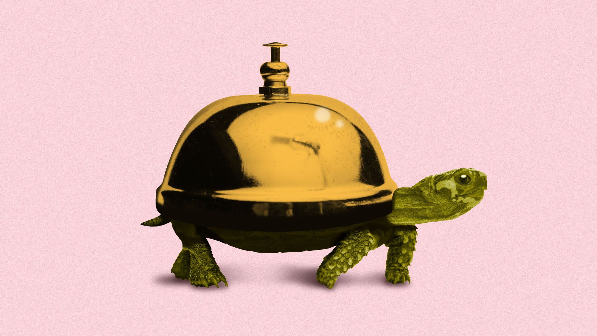 Illustration of a shop desk bell as the shell of a turtle
