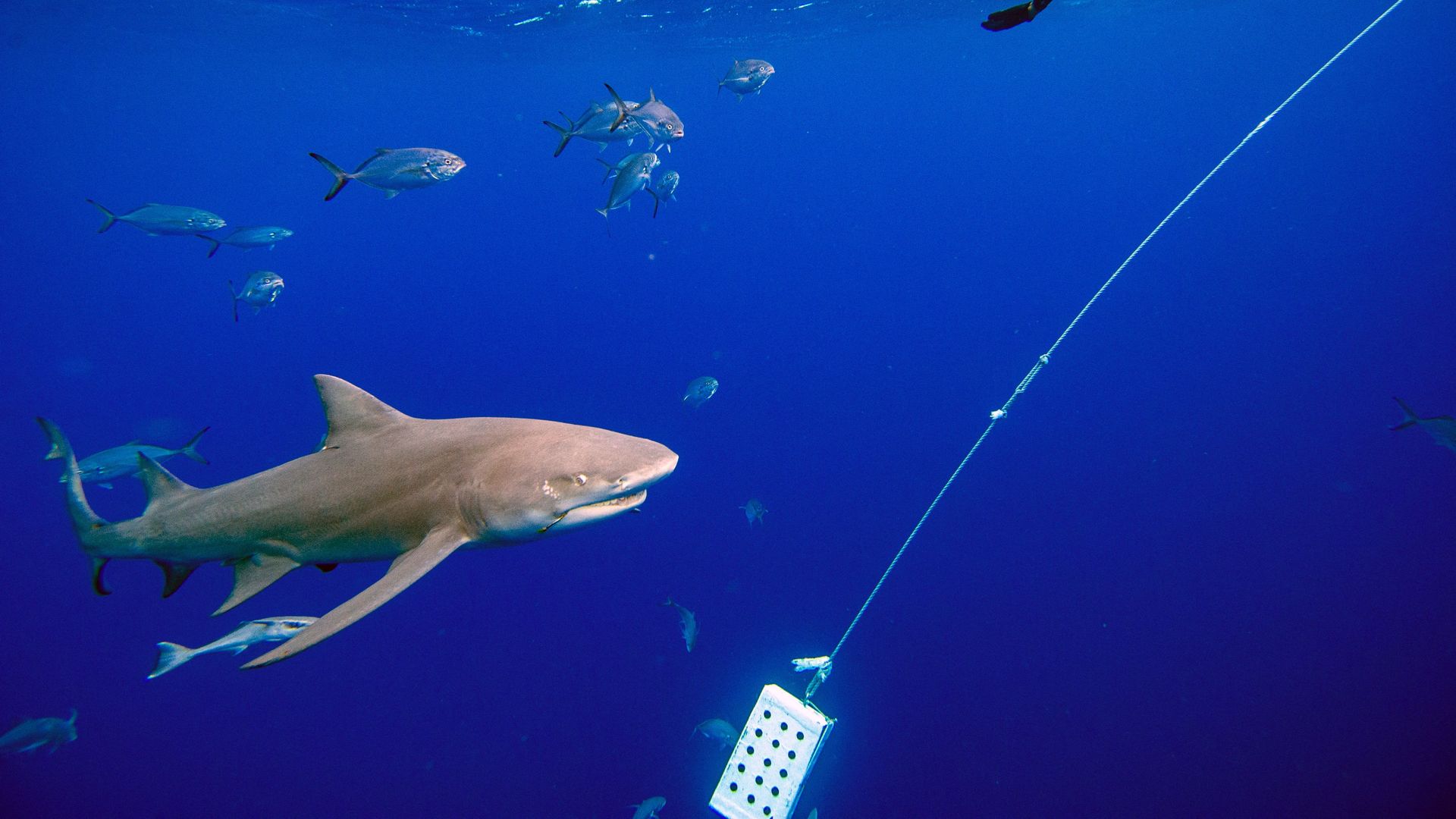 A shark swims toward a diver in a scuba outfit 