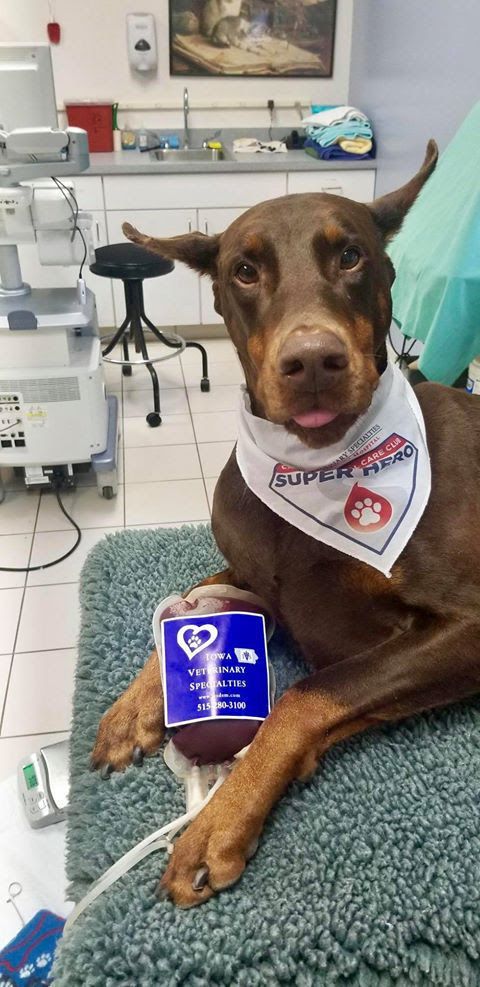 A photo of a Doberman donating blood at a vet's office.