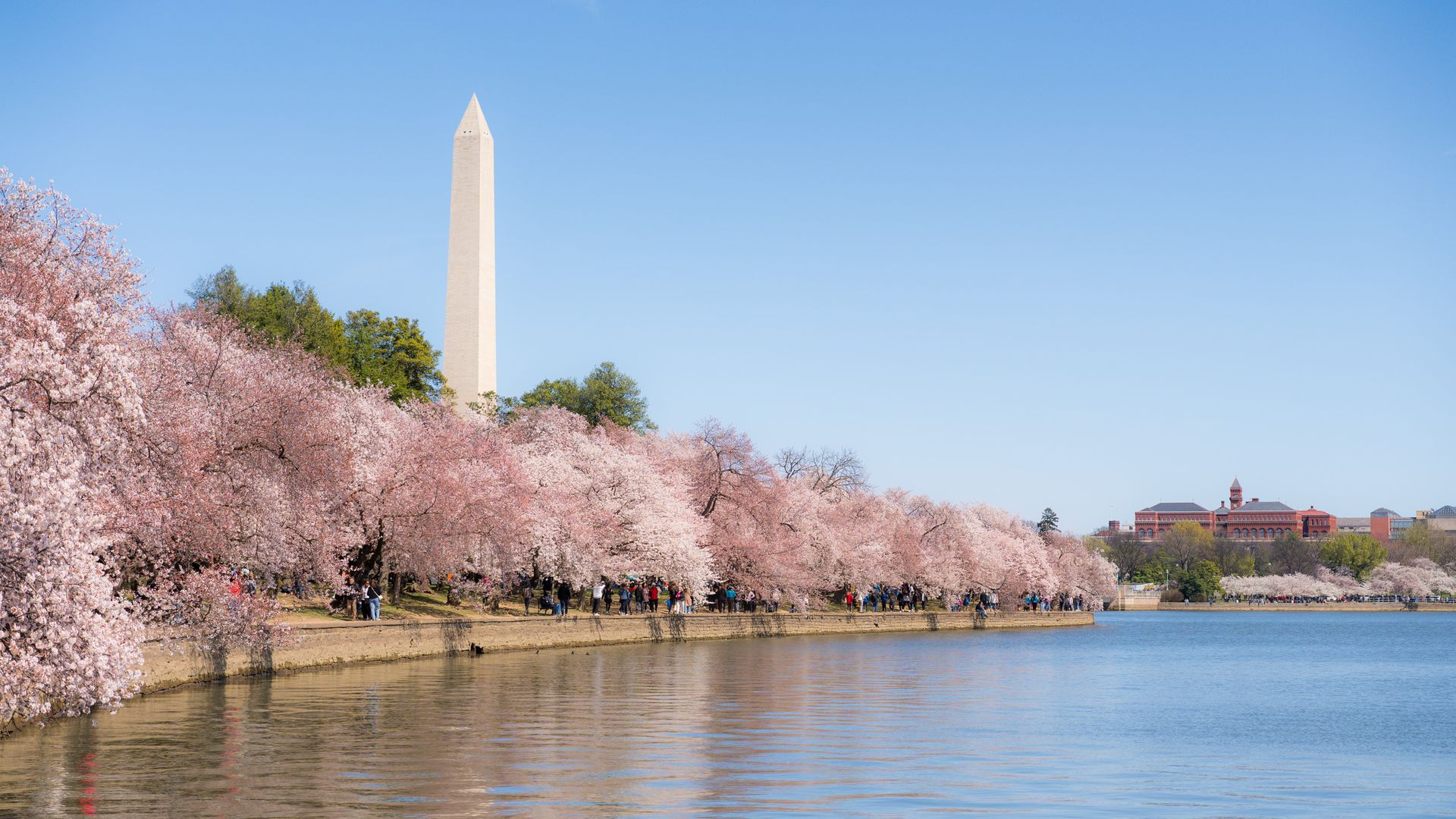 Row of pink cherry blossoms along a calm waterfront; a clear blue sky above, the Washington Monument rising behind the trees as people stroll along the riverside promenade.
